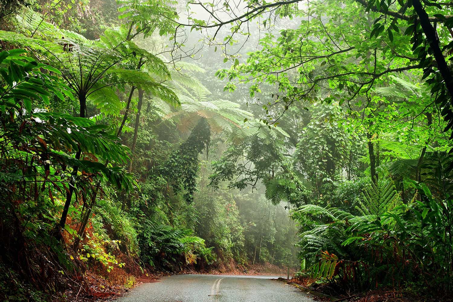 Daintree Rainforest Австралия