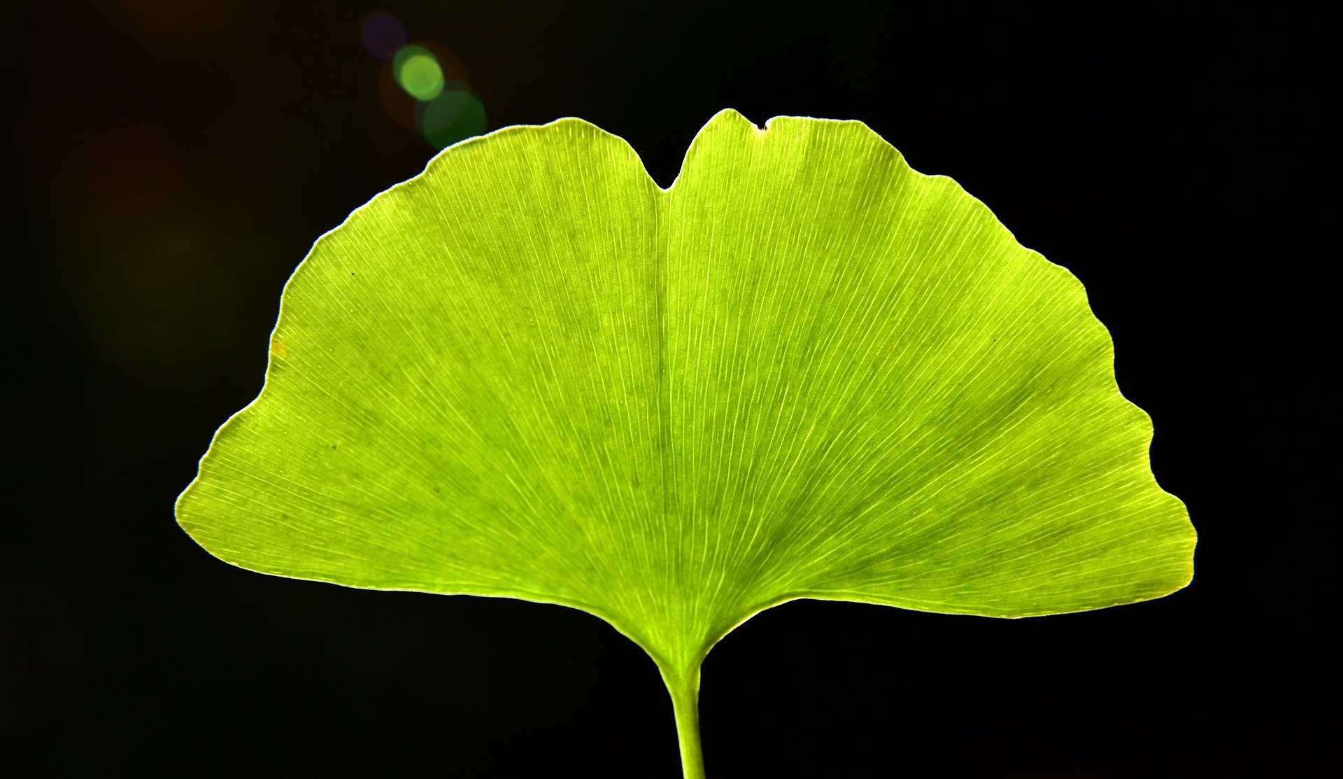 Закрытые листьями. Лист гинкго. Листок гинкго. Ginkgo Biloba Goethe. Лист гинкго билоба вектор.