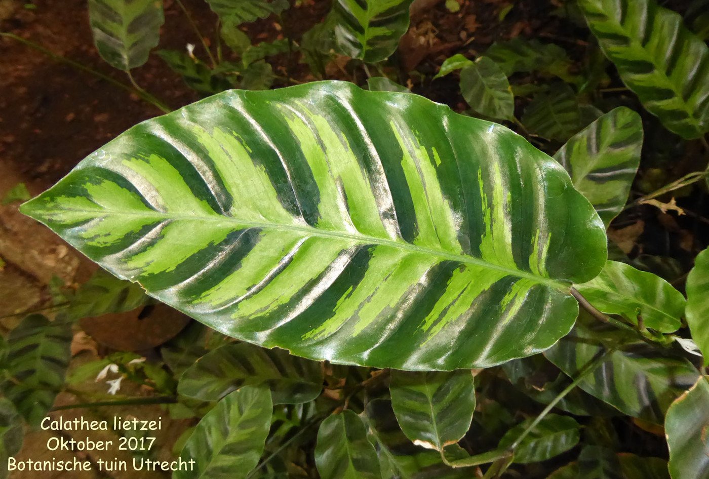 Calathea Majestica White Star Калатея Мажестика