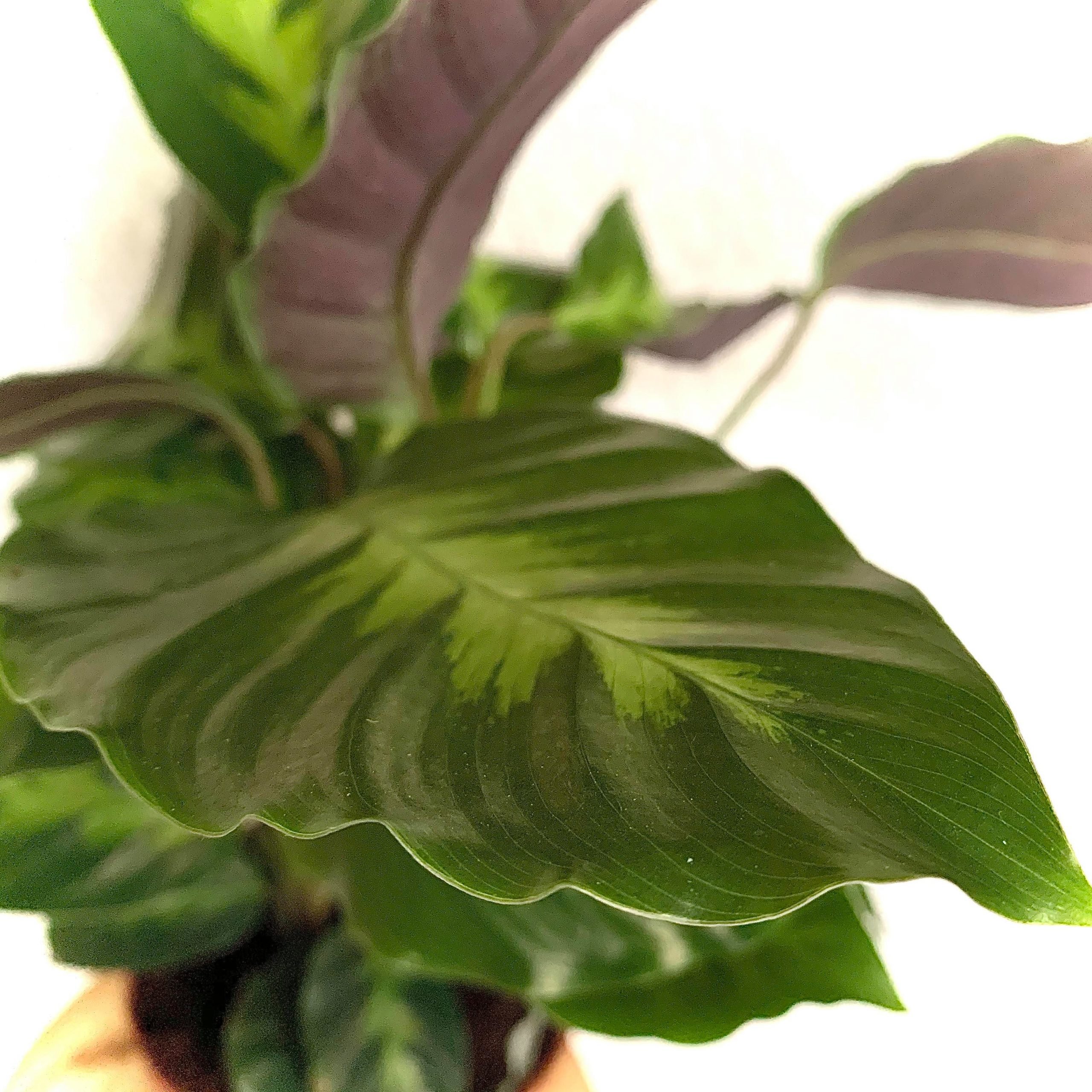 Calathea Majestica White Star Калатея Мажестика