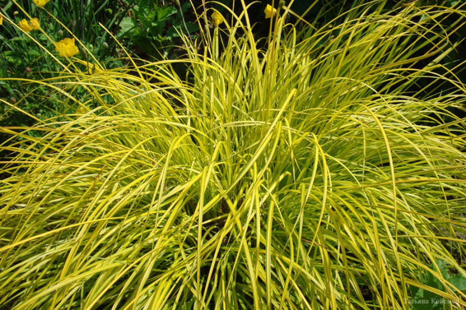 Осока это. Осока Ауреа. Осока Carex elata Aurea. Осока Крылатая Aurea. Осока высокая Ауреа.