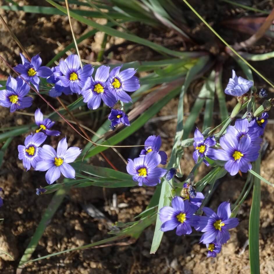 Сисюринхий фото и описание. Сисюринхий узколистный Sisyrinchium angustifolium. Сисюринхий калифорнийский. Сизиринхиум калифорнийский. Сисюринхий узколистный синий.