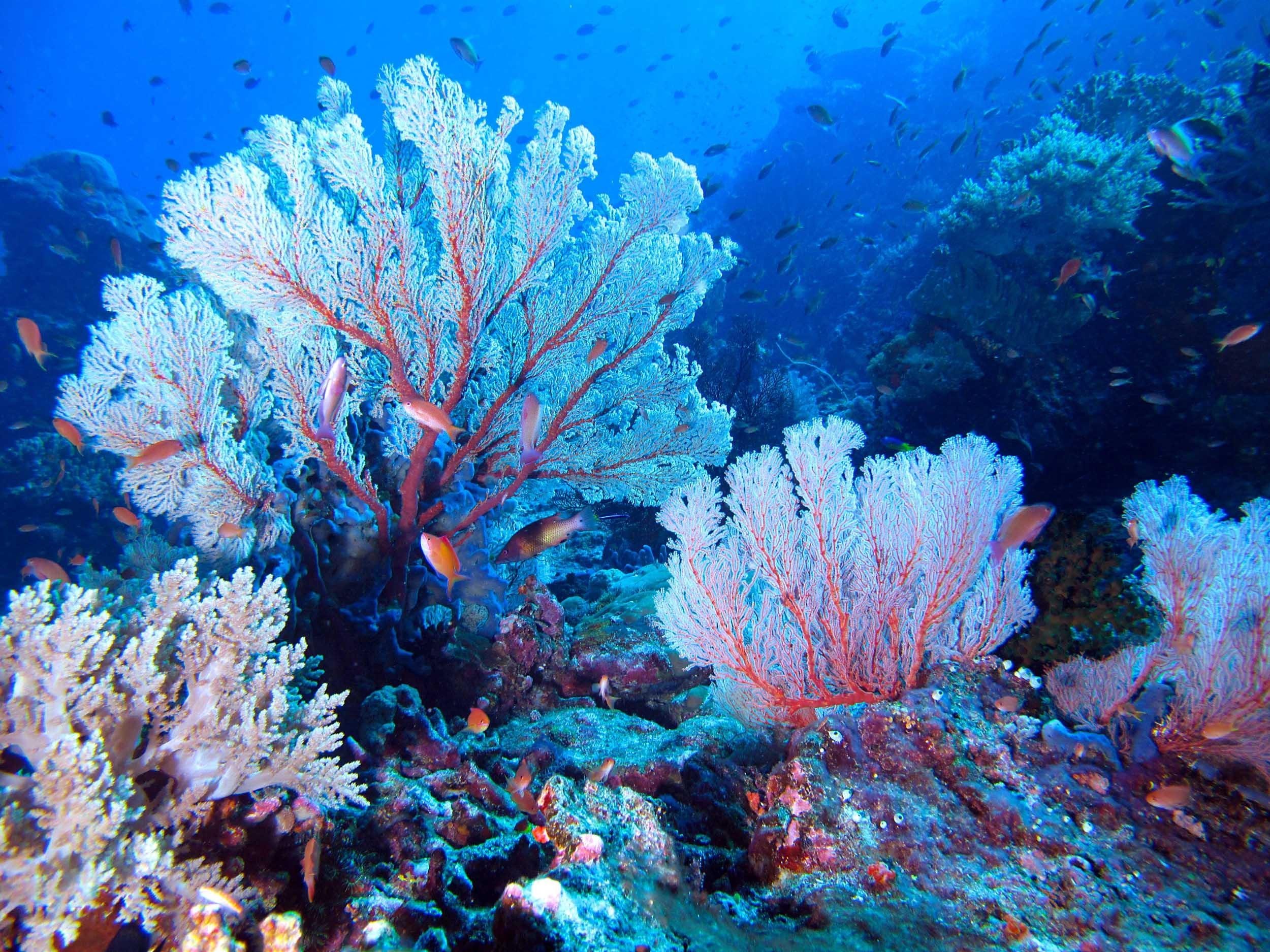 Древние коралловые рифы. Коралловые рифы Средиземного моря. Адриатическое море кораллы. Окинава коралловые рифы. Красный коралл Средиземное море.