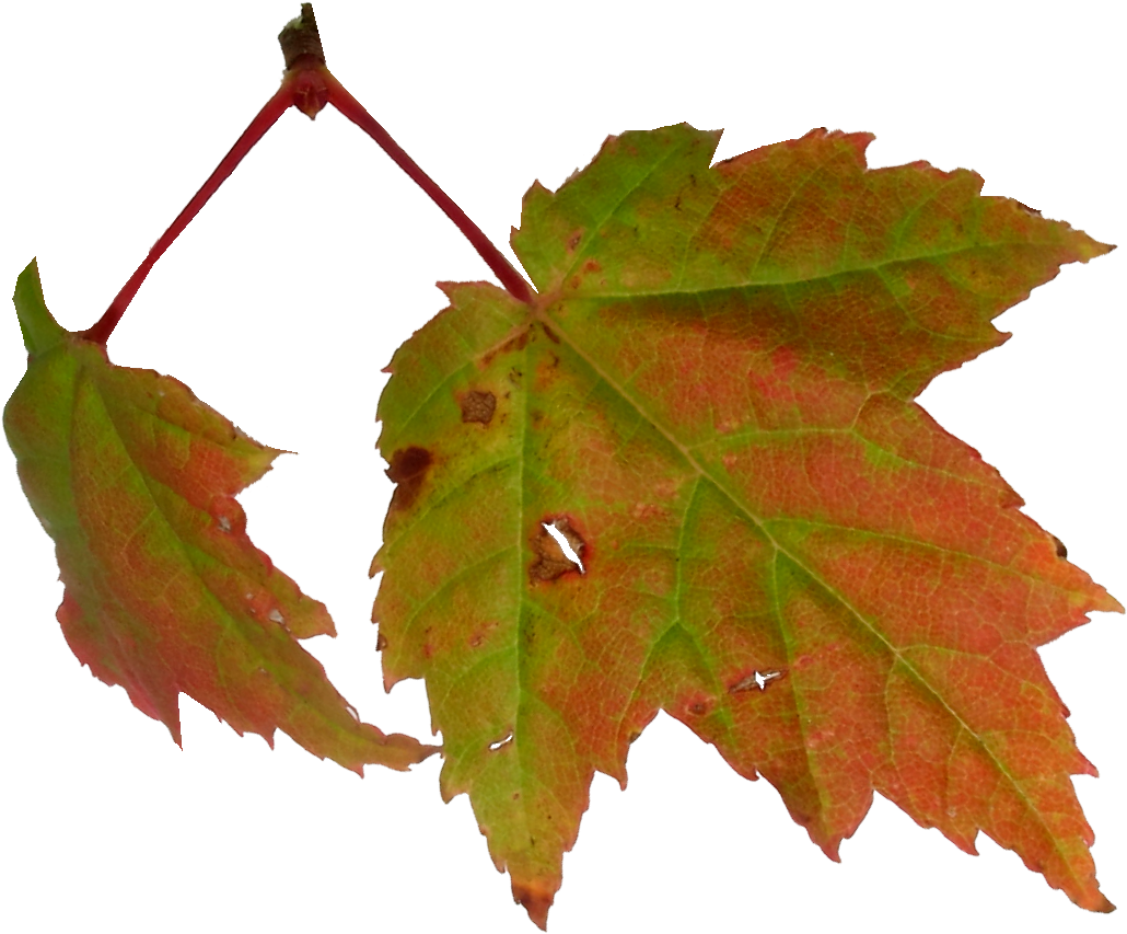 Ветка осенних листьев. Осенние листья на прозрачном фоне. Листья без фона. Кленовый лист на прозрачном фоне. Листочки на прозрачном фоне.