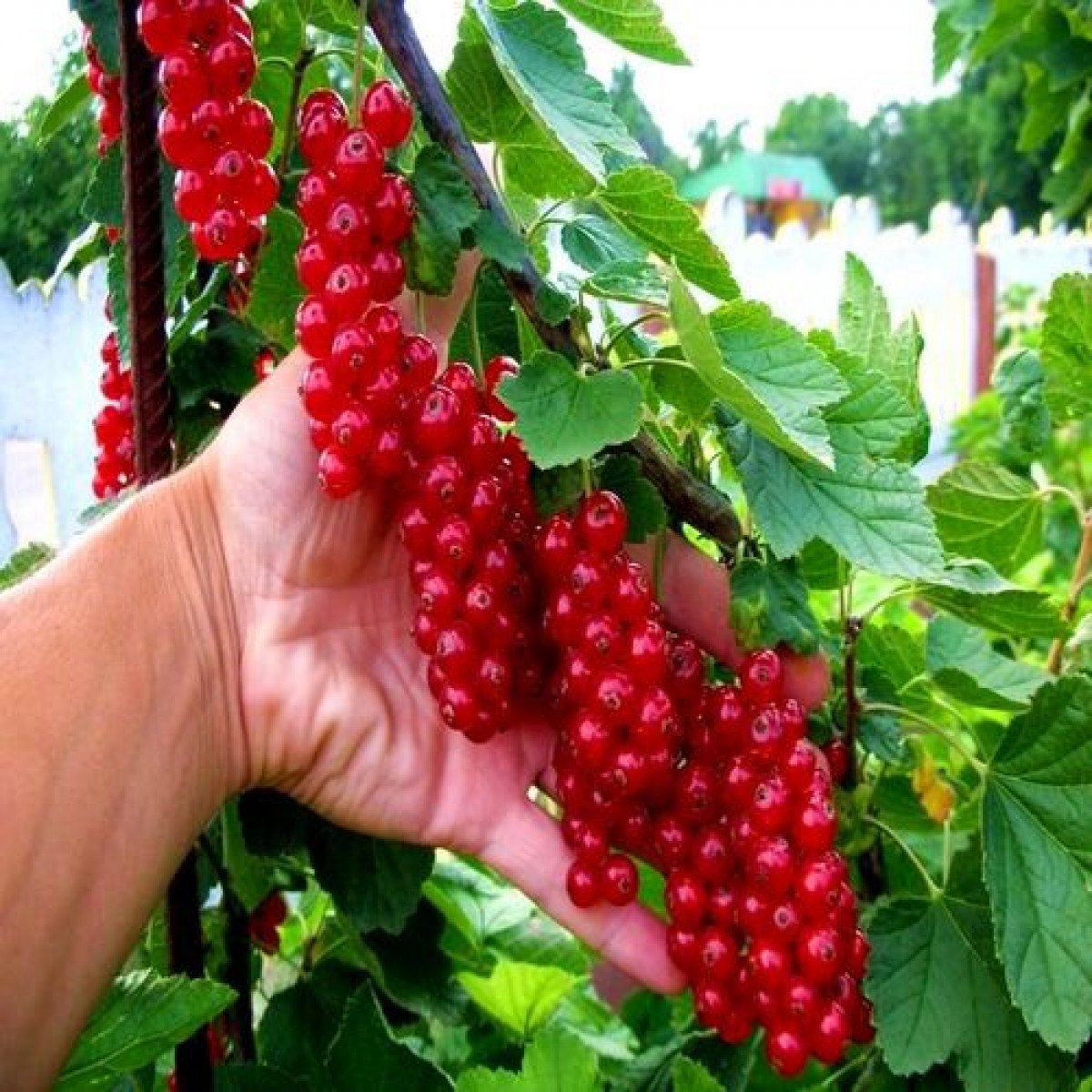 Красная смородина вкусные сорта. Смородина красная Ровада. Смородина красная Виксне. Смородина Виксне куст. Смородина Вишневая Виксне.