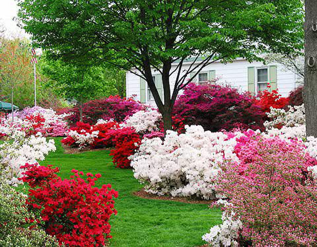 Куплена садовая фото. Сад азалий (Azalea Garden). В Кью. Азалия на клумбе. Рододендрон Азалия в ландшафтном. Азалия рододендрон Ландшафтная композиция.