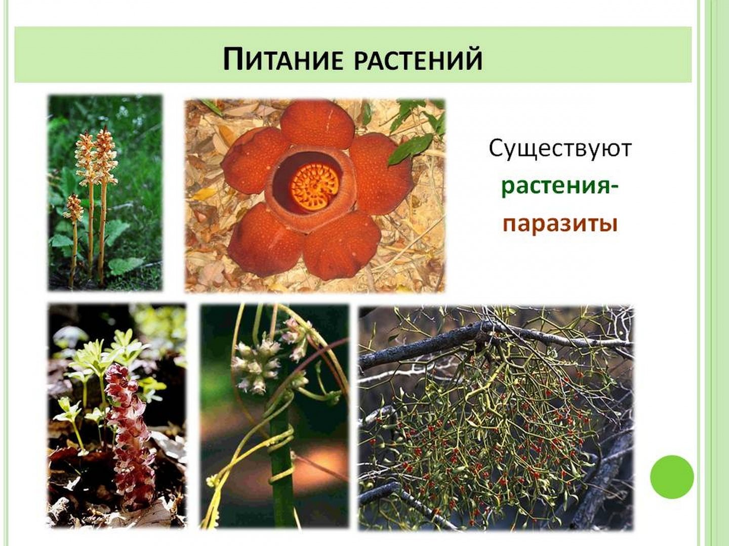 Сообщение на тему растения паразиты. Повилика заразиха раффлезия. Растения порозьы. Растения паразиты примеры. Присоски растений паразитов.