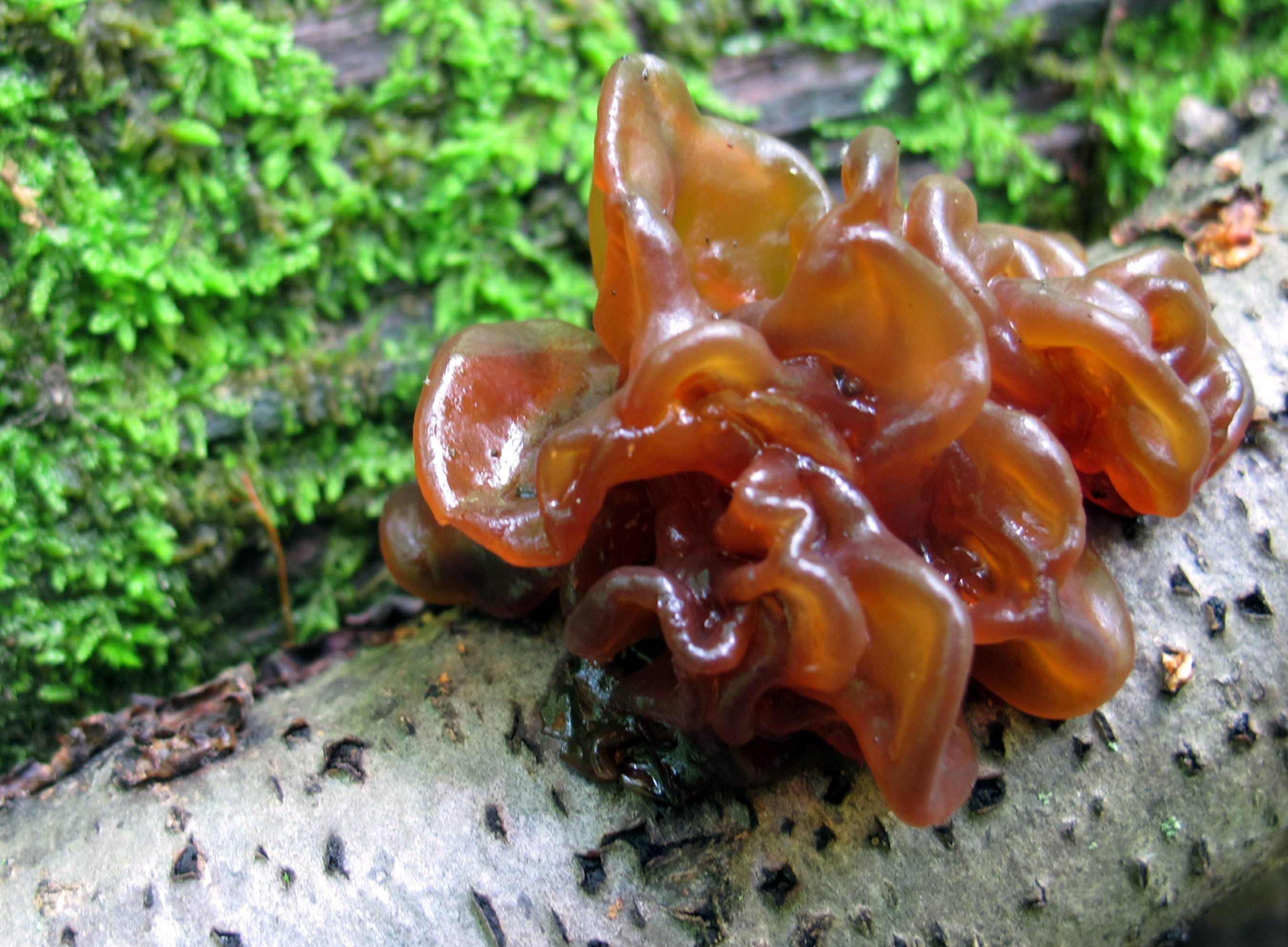 Древесные грибы. Дрожалка листоватая Tremella foliacea. Дрожалка Лиственная Phaeotremella frondosa. Гриб Tremella foliacea. Дрожалка оранжевая съедобный гриб.