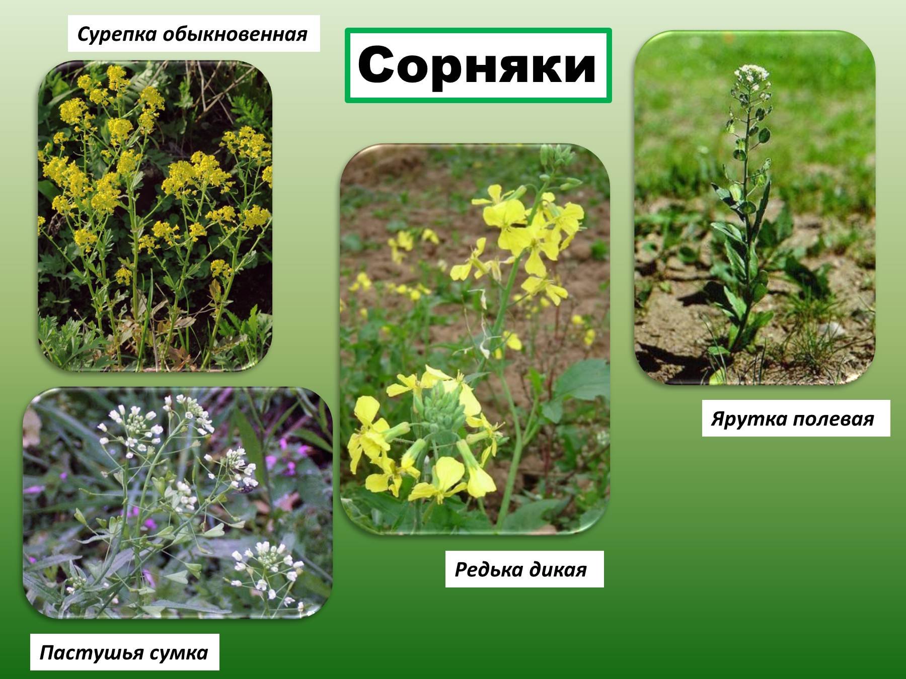 Пастушья сумка редька дикая лютик едкий. Сурепка ярутка Полевая. Сурепка пастушья. Сорняковые крестоцветные. Крестоцветные редька Дикая.