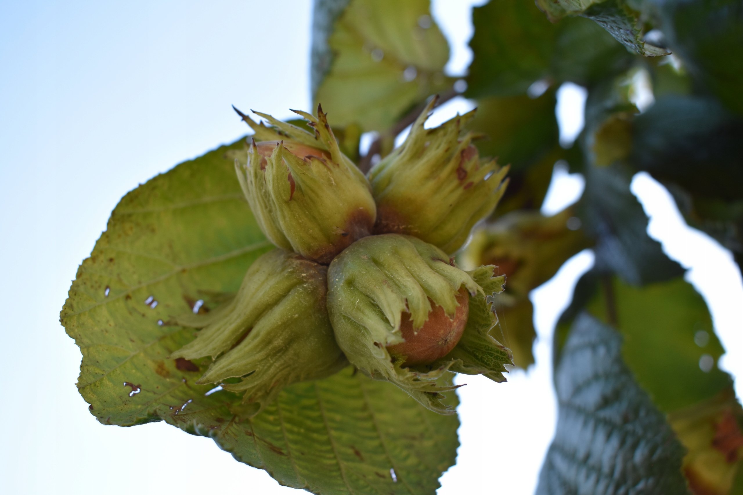 Лещина маньчжурская Corylus mandshurica