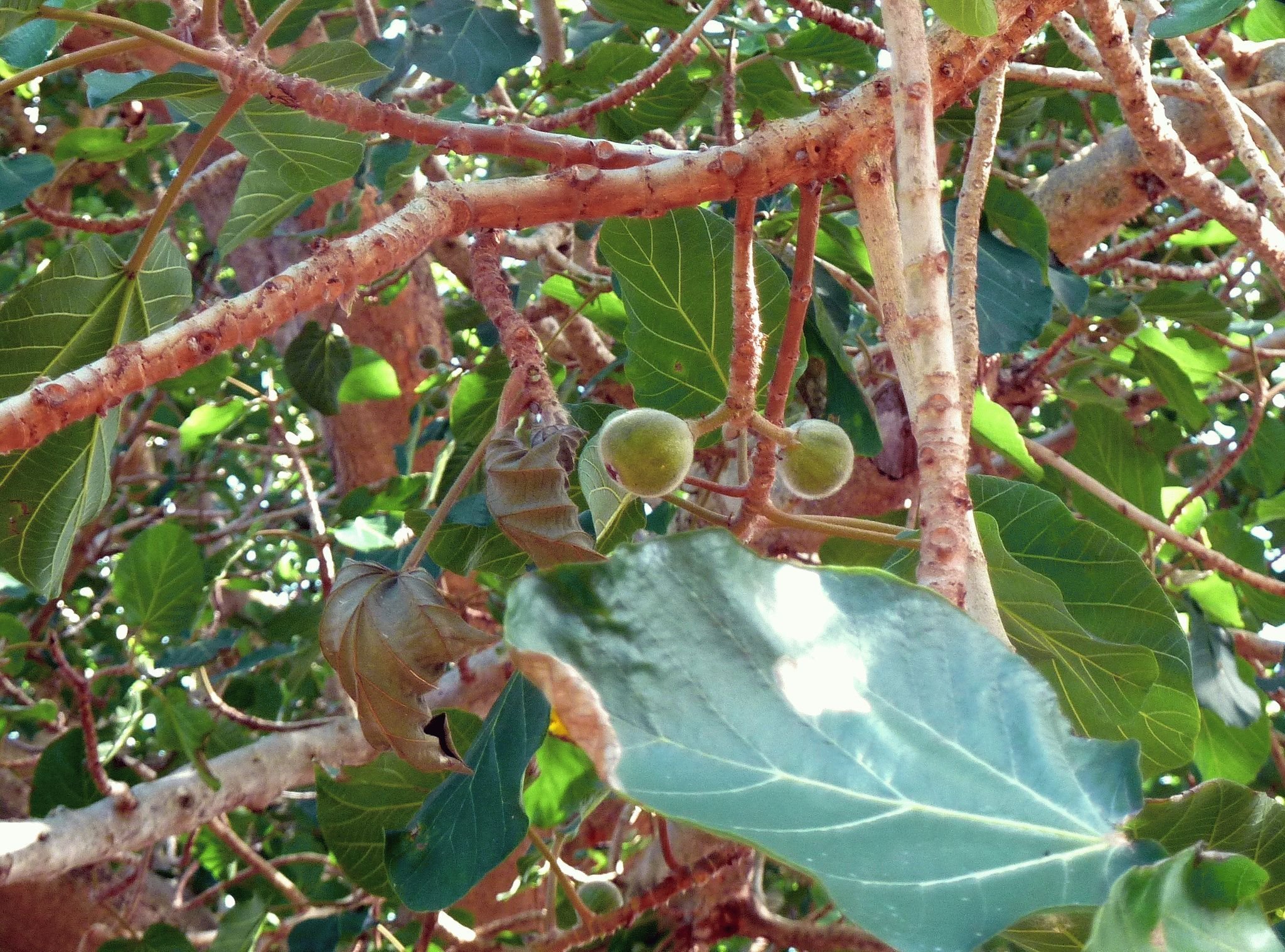 Сикомора дерево. Фикус сикомор. Ficus sycomorus фикус сикомора. Сикомор, смоковница. Фиговое дерево сикомор.