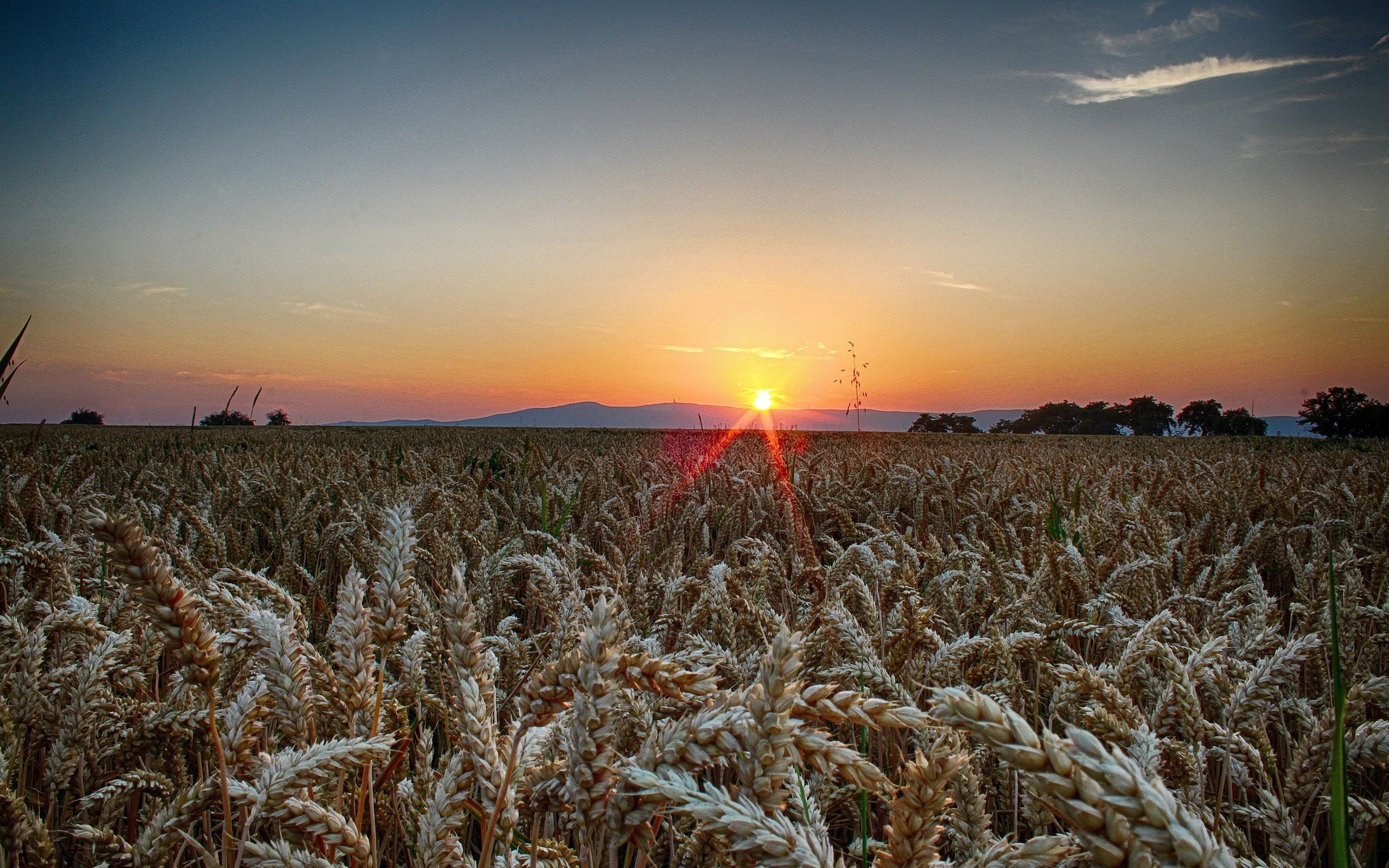 Пшеничное солнце. Пшеничное поле. Закат в поле. Поле с колосьями. Колосья пшеницы на закате.