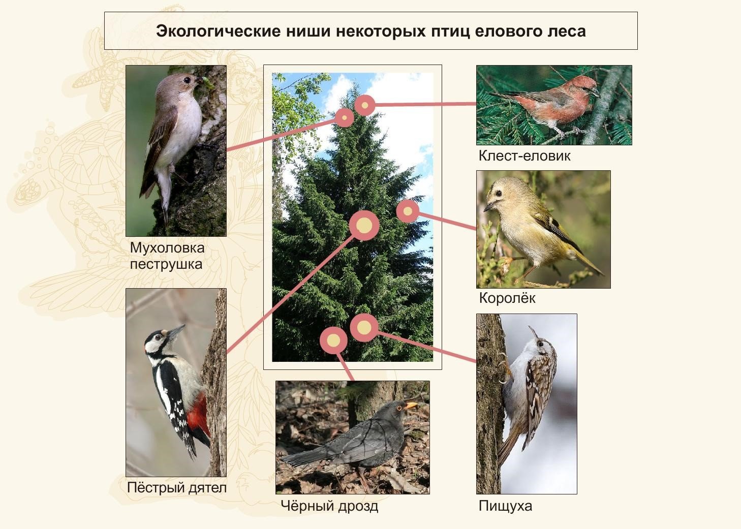 Роль растительноядных птиц в природных сообществах
