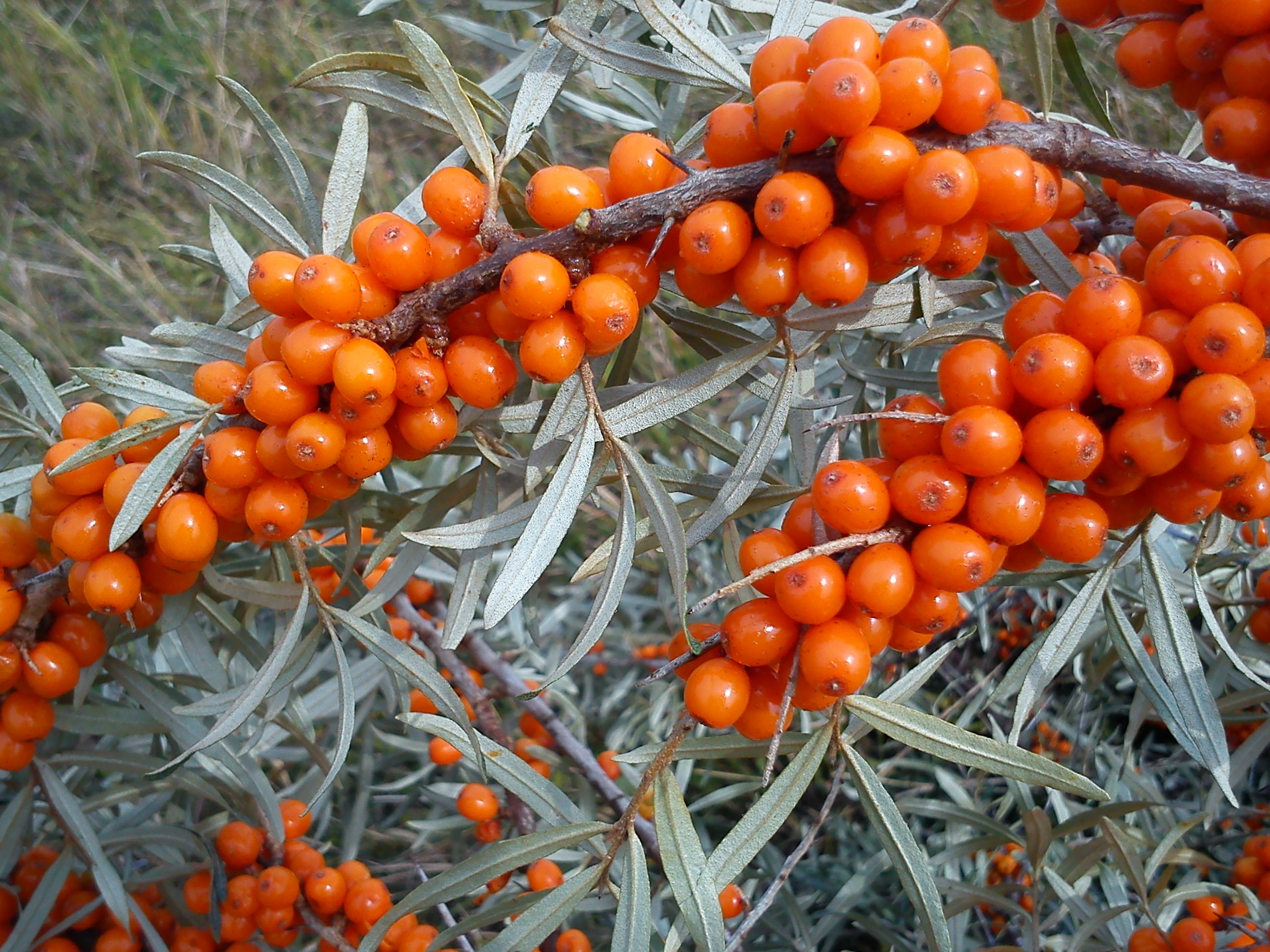 Бизип. Облепиха иволистная. Облепиха Hippophae. Облепиха Жемчужница. Облепиха красная Абхазия.