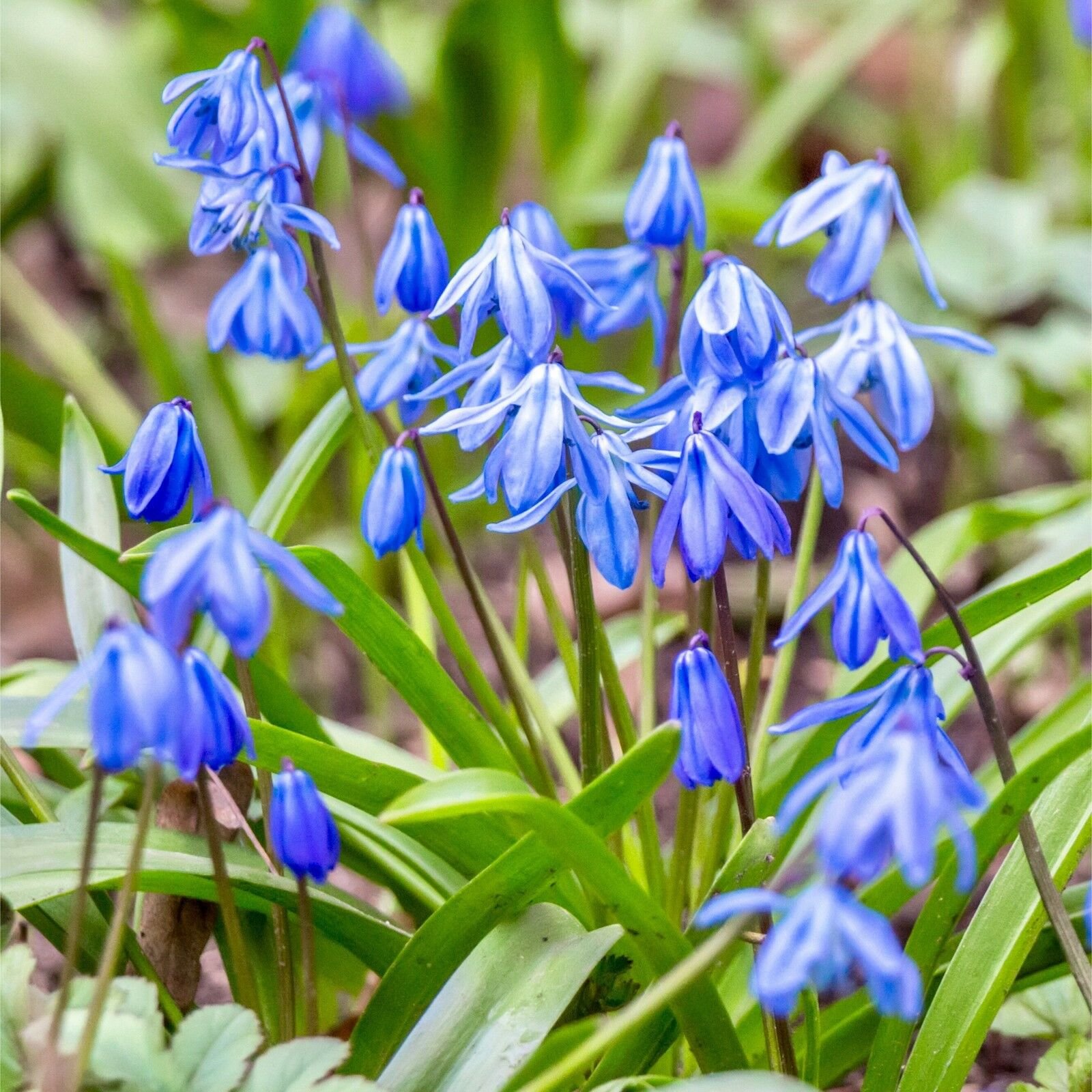 Сцилла сибирская. Пролеска Сибирская Scilla Siberica. Пролеска Сцилла. Сцилла (пролеска) Сибирская (Scilla Siberica). Сцилла спринг Бьюти.