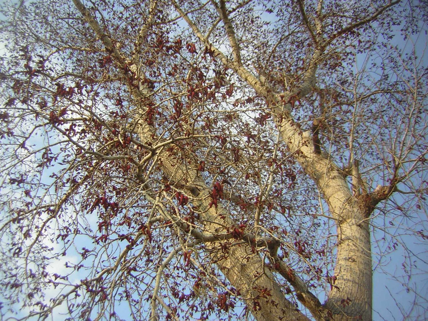 Дерево осина весной