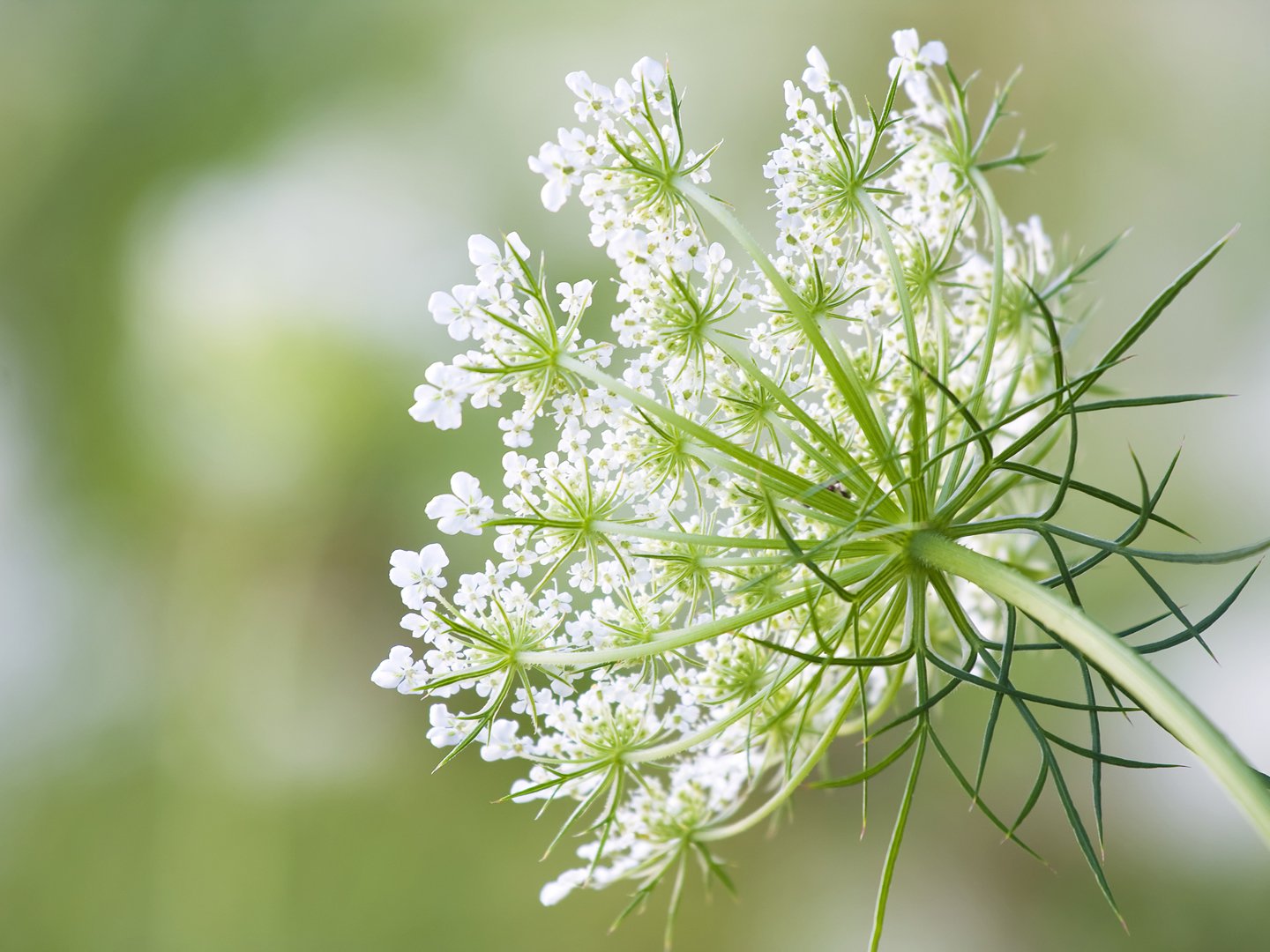 РђРјРјРё Visnaga