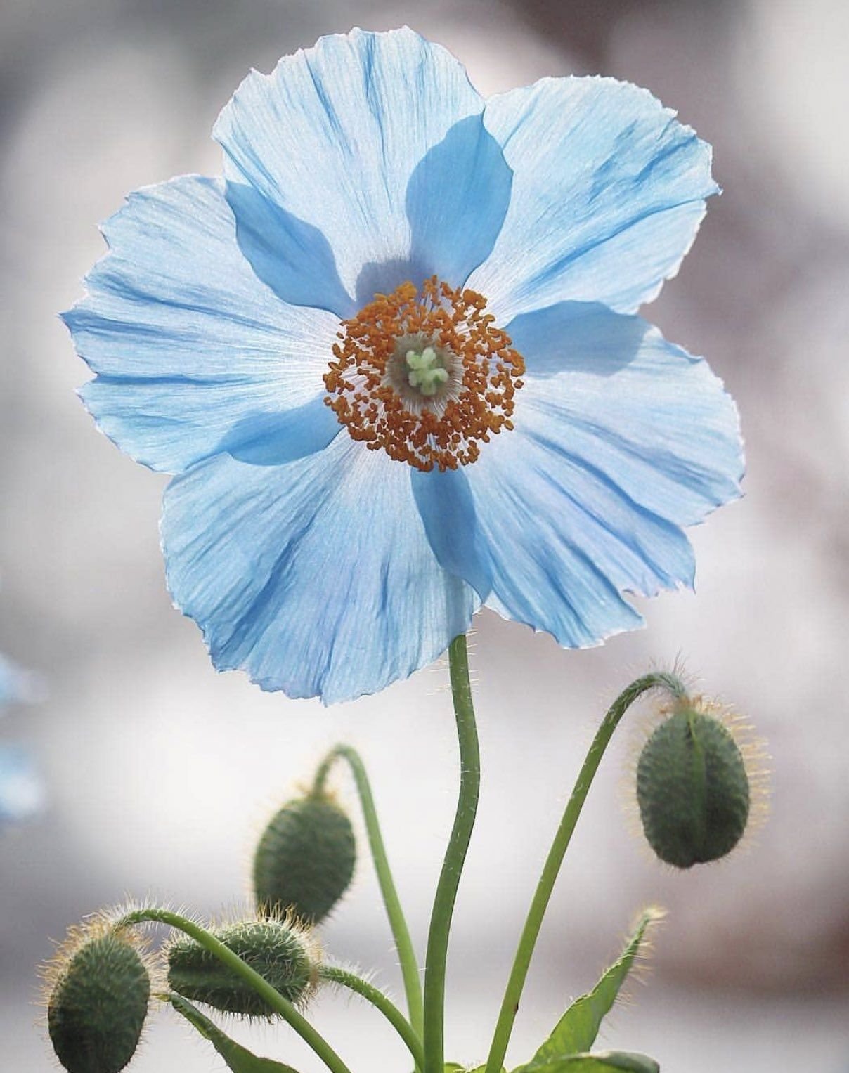 Меконопсис betonicifolia