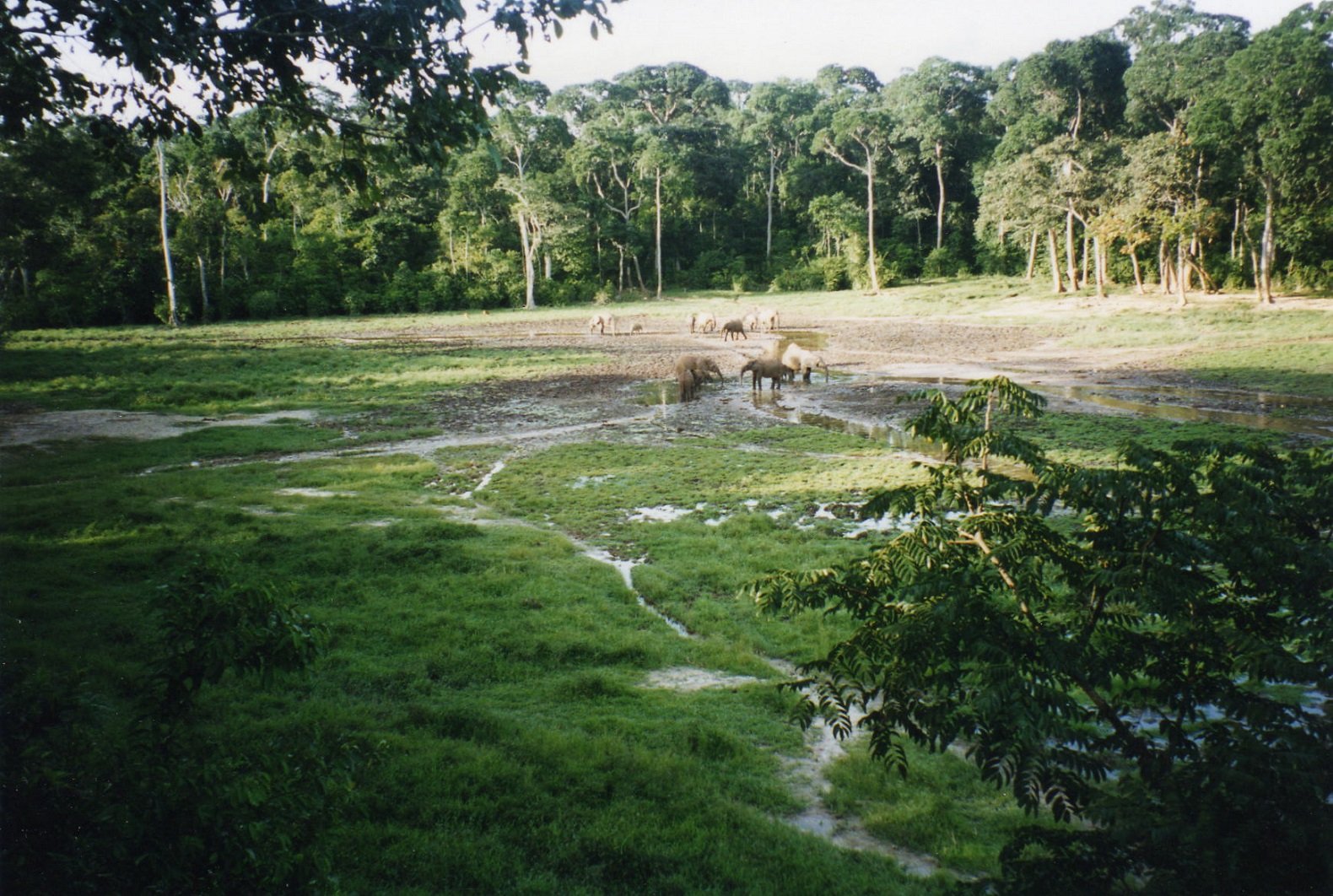 национальный парк гарамба