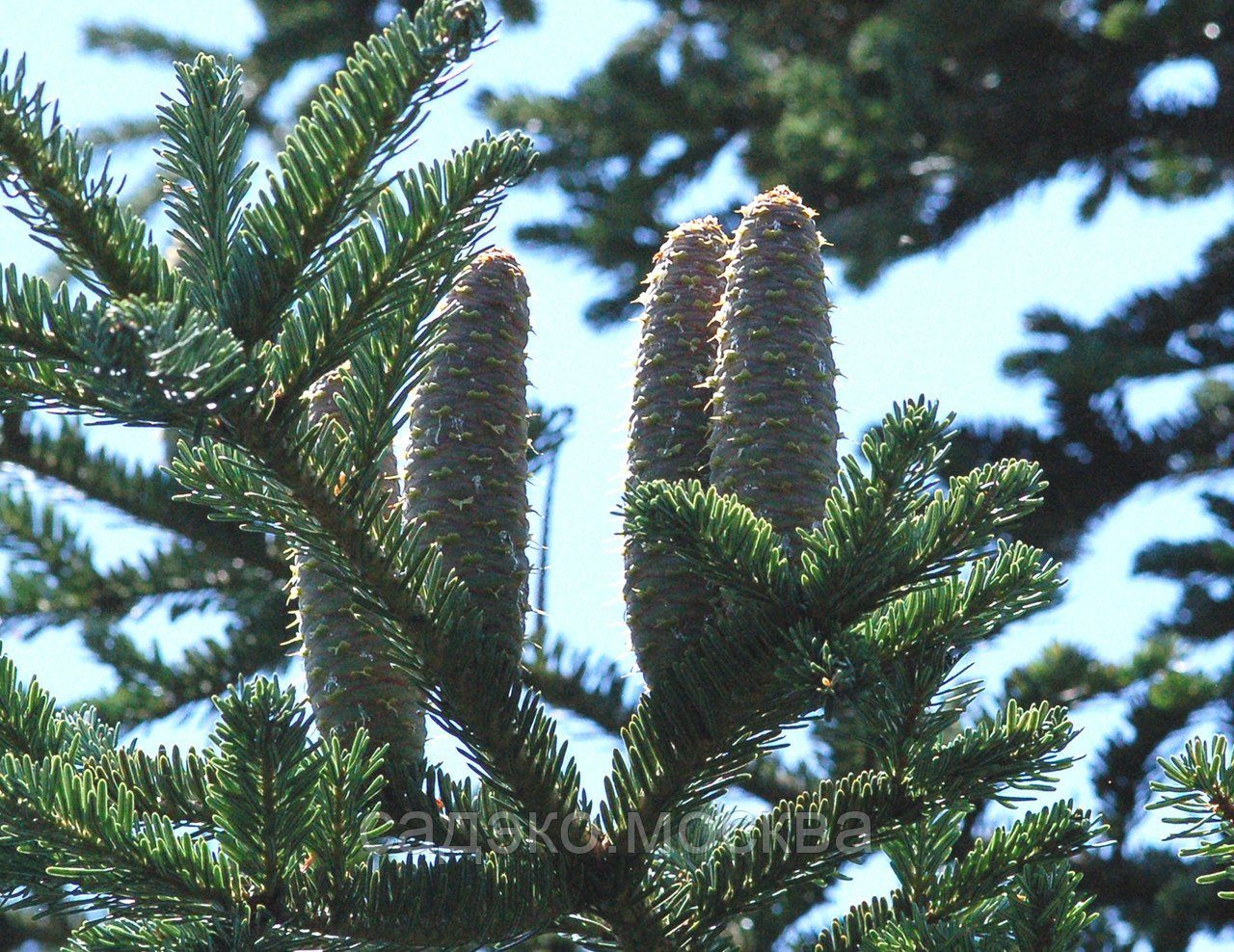 Диаметр пихты. Пихта Abies Alba. Пихта белая (Abies Alba pyramidalis).