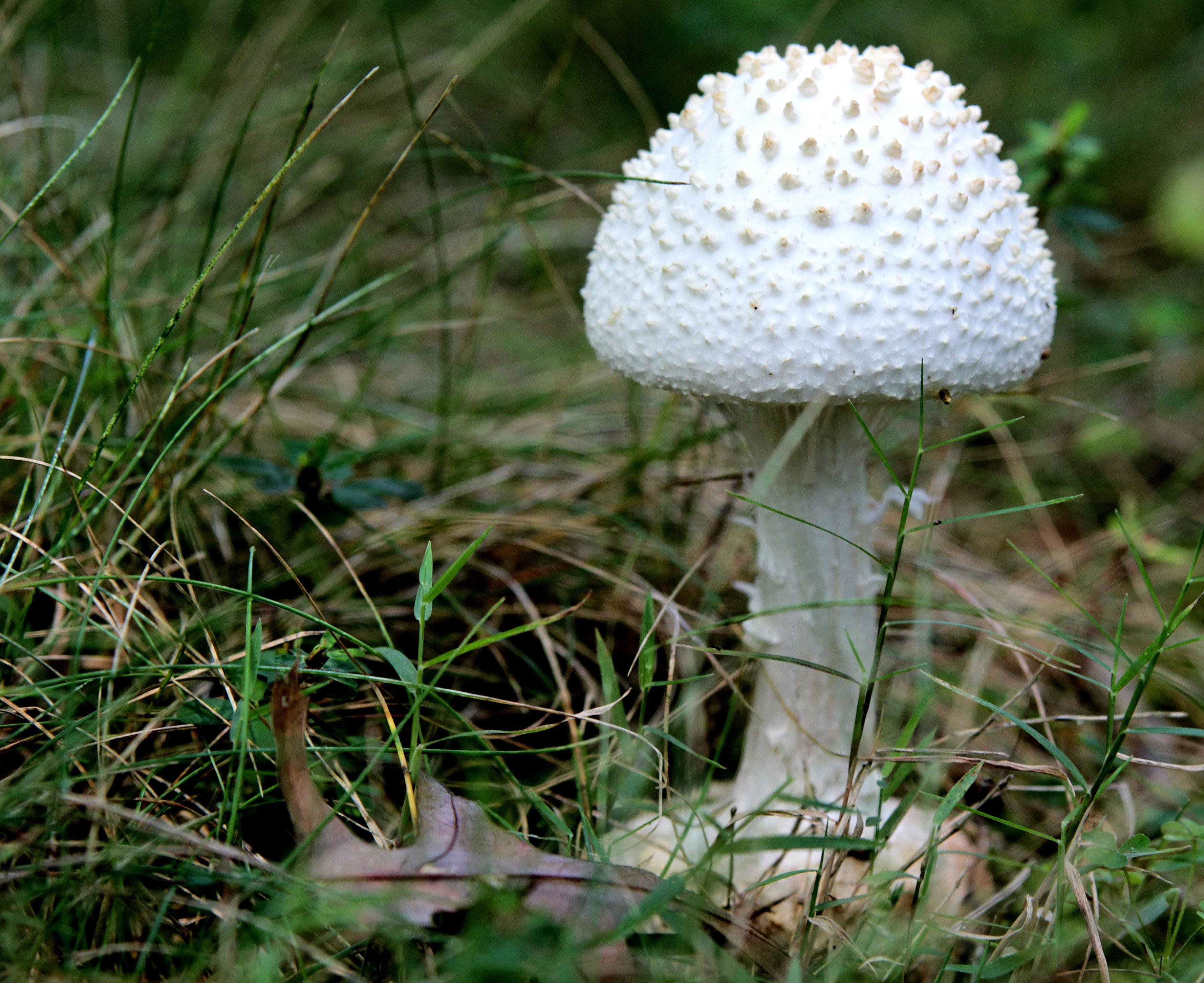 Трубчатая поганка. Белая поганка гриб. Гриб мухомор белая поганка. Мухомор белый (Amanita Verna). Бледная поганка (Amanita phalloides).
