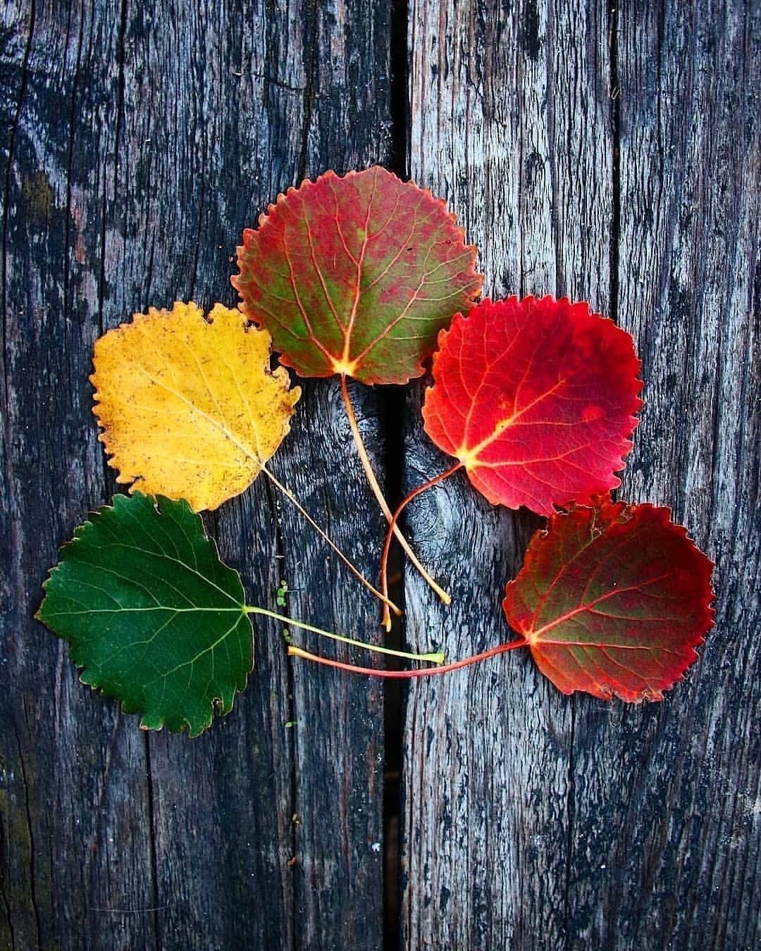 Каким цветом листья осенью. Листья осины осенью. Лист осины осин. Осина и осиновый лист. Осенние листья осины и тополя.