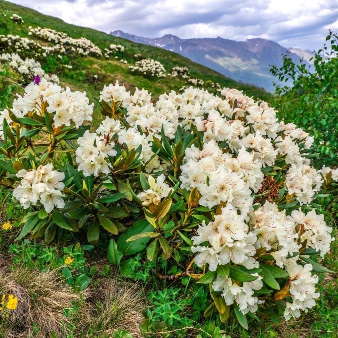 Рододендрон золотистый Кунашир