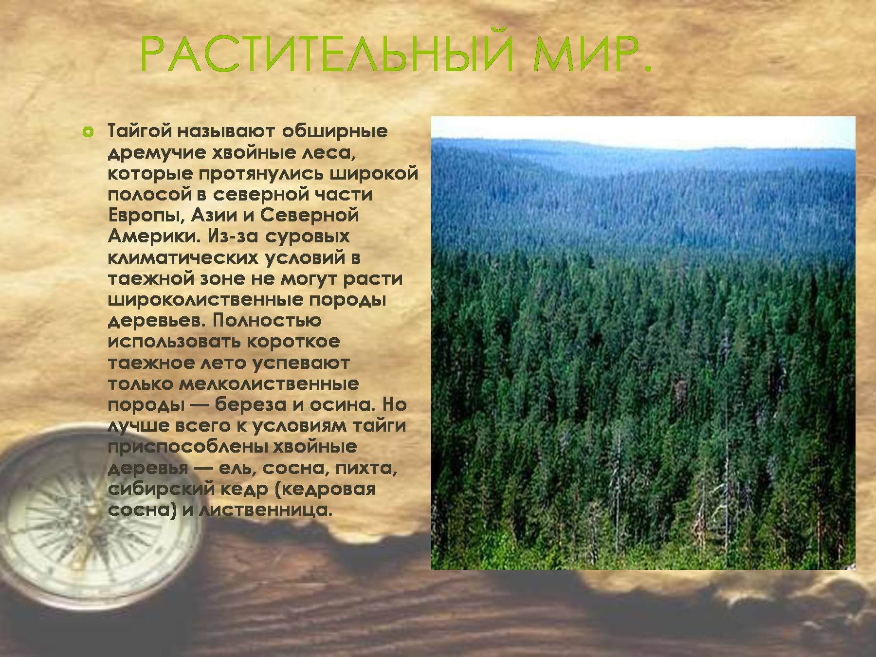 Какой климат в тайге название. Зона тайги растительность. Климатические зоны России Тайга. Климатические условия тайги. Тайга растительность мир.