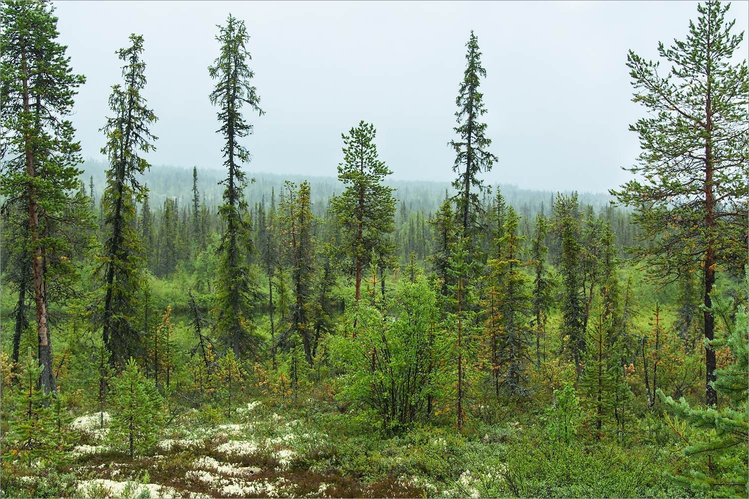 Хвойные леса какая природная зона. Лиственничная Тайга Восточной Сибири. Редкостойная Лиственничная Тайга. Северная Тайга Западной Сибири.