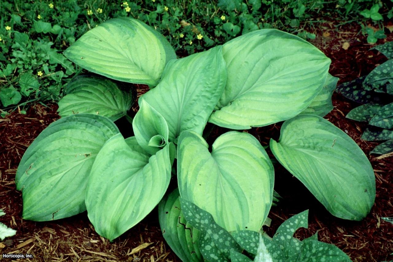 Хосты сети. Хоста амброзия. Hosta амброзия. Хоста! Guacamole на солнце. Хоста Sun and Shadow.