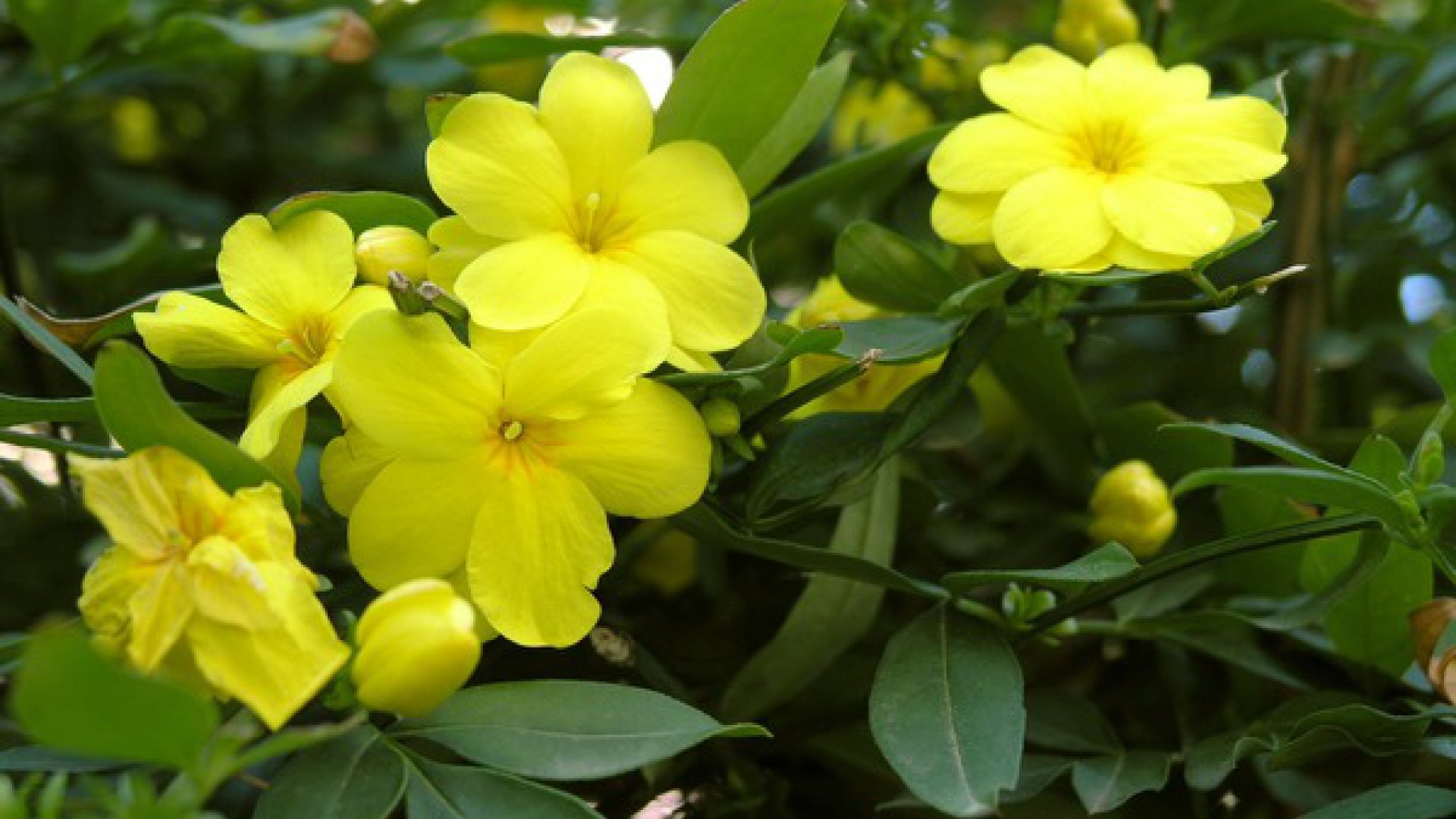 Комнатный цветок цветет желтым