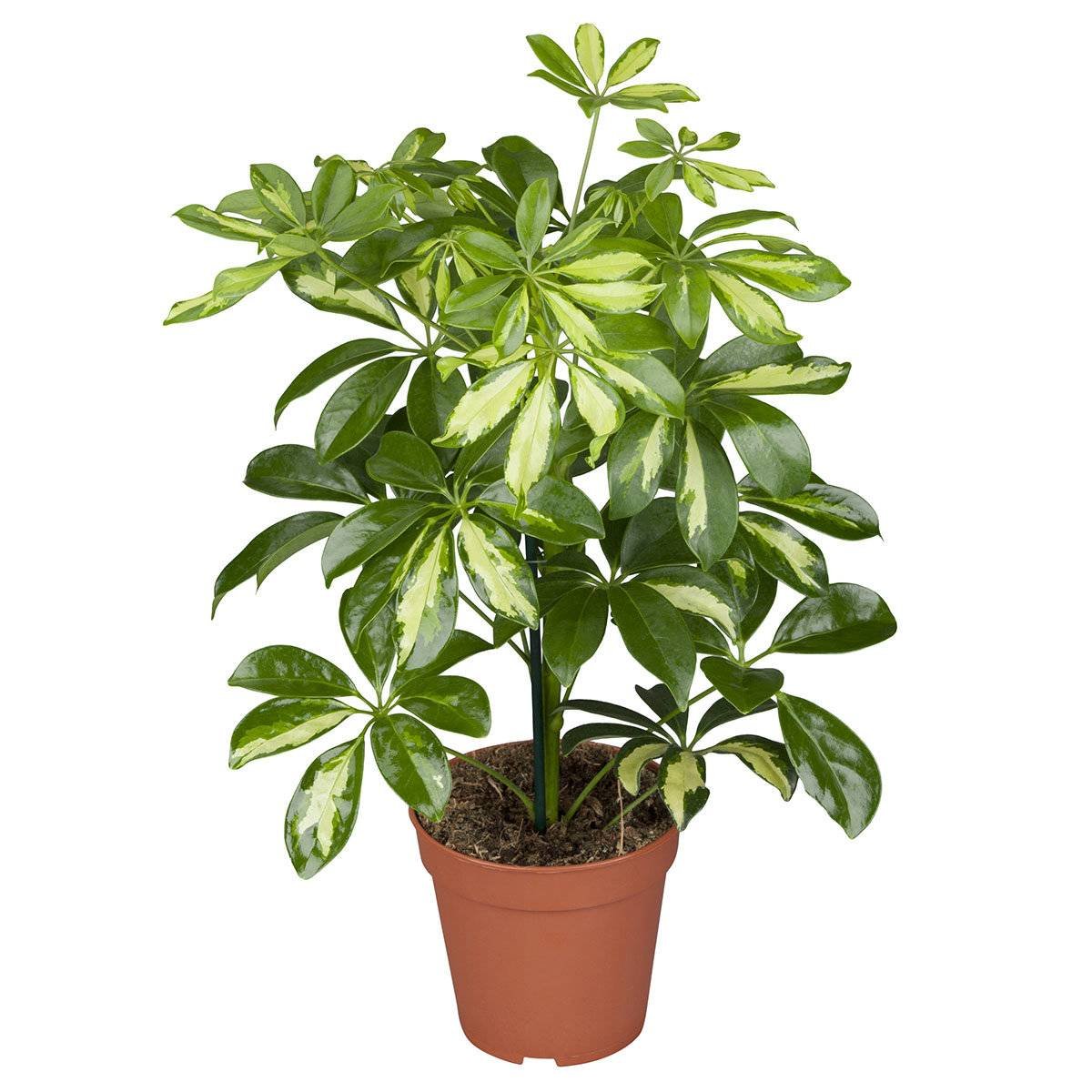 Schefflera Taiwaniana