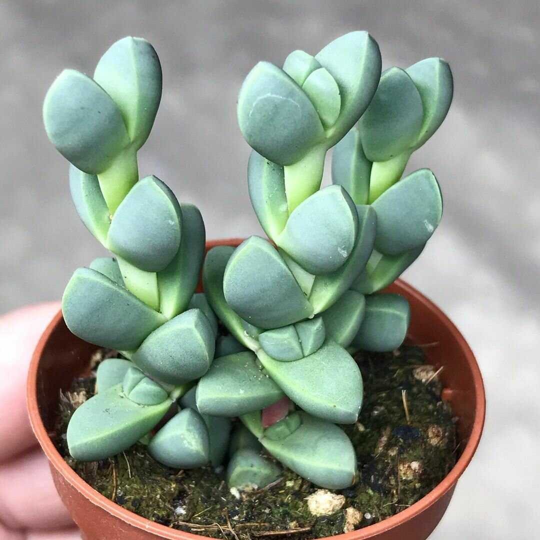 Толстянка зонтичная Crassula Umbella