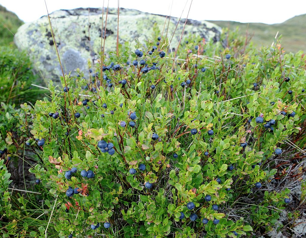 Vaccinium myrtillus - черника обыкновенная