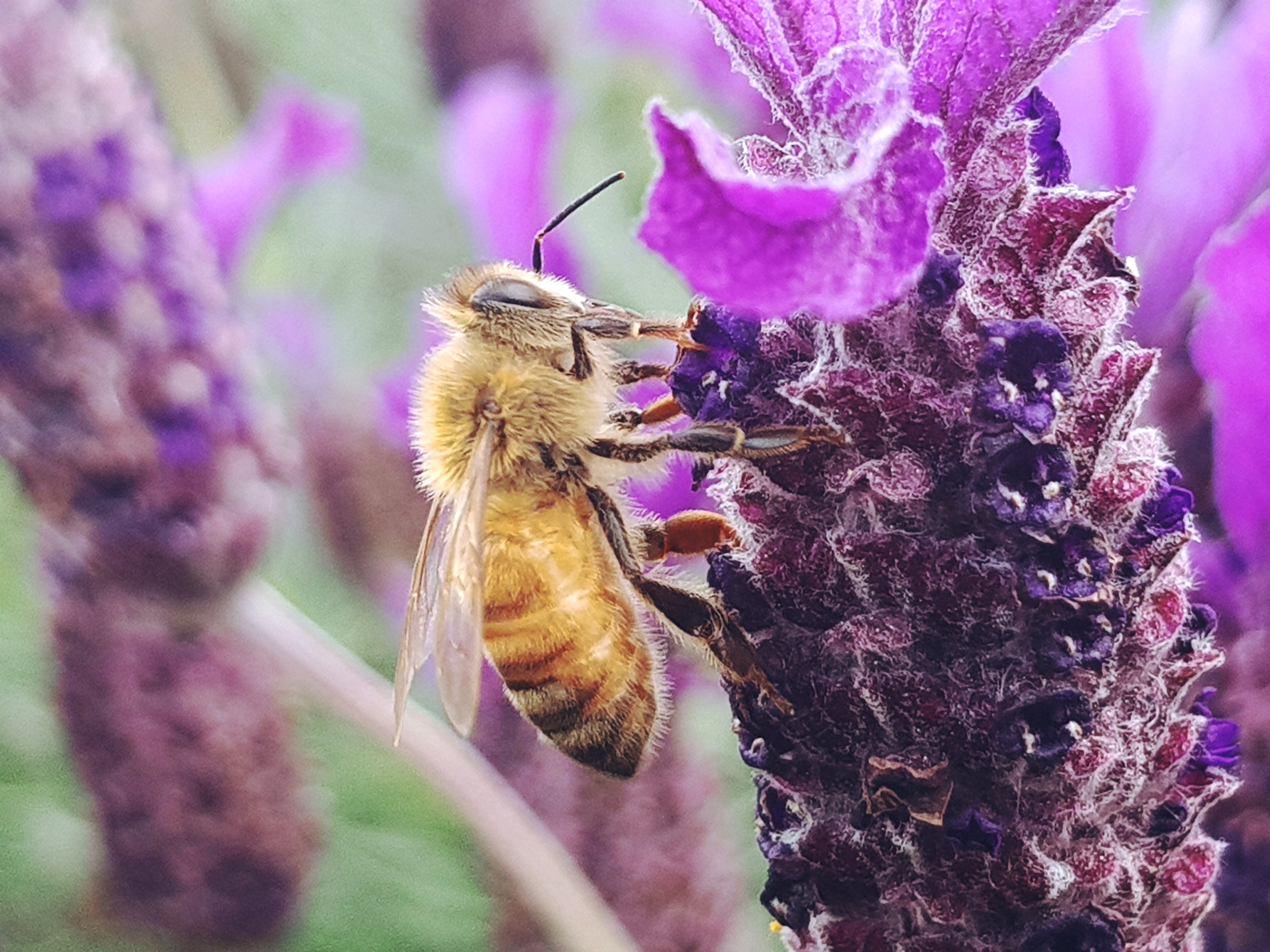 Пчела питается пыльцой. Медоносная пчела. Пчелы медоносные насекомые. Гималайская медоносная пчела. Опылители Лютиков.