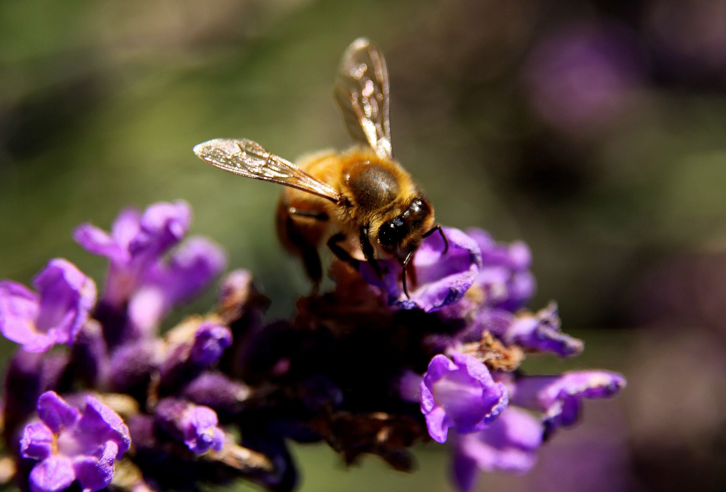 Пчела Лаванда пыльца. Фиолетовая пчела. Пчела на фиолетовом цветке. Пчела на лаванде.