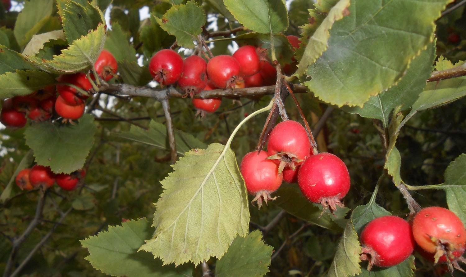 Боярышник обыкновенный Crataegus laevigata