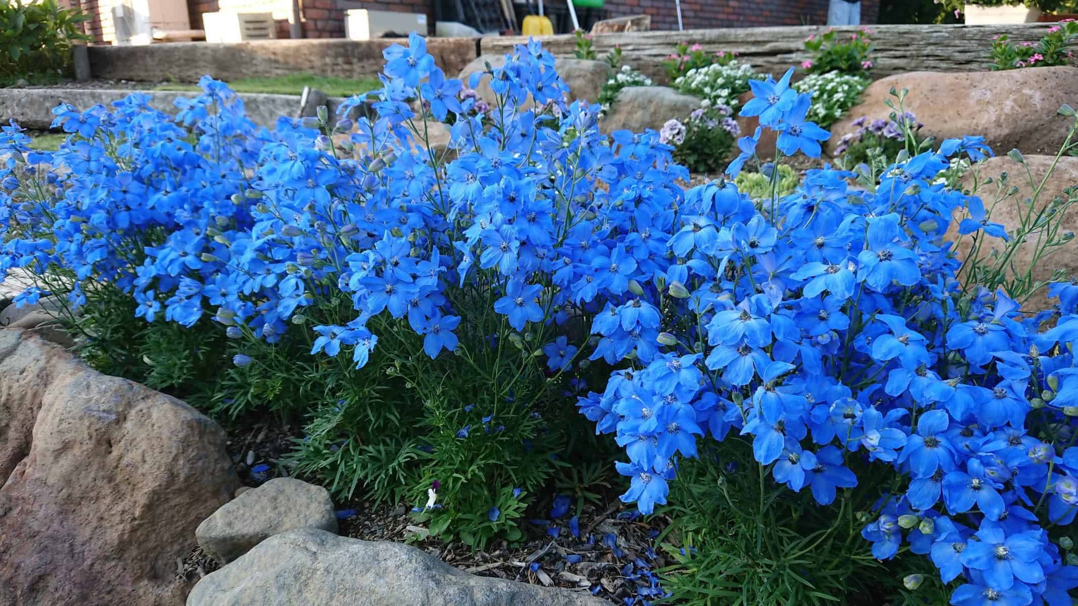 Blue f. Дельфиниум Даймондс Блу. Дельфиниум грандифлора. Дельфиниум Аякс. Дельфиниум Блю микс.