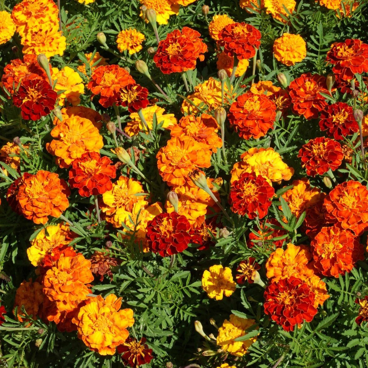 Бархатцы Tagetes patula