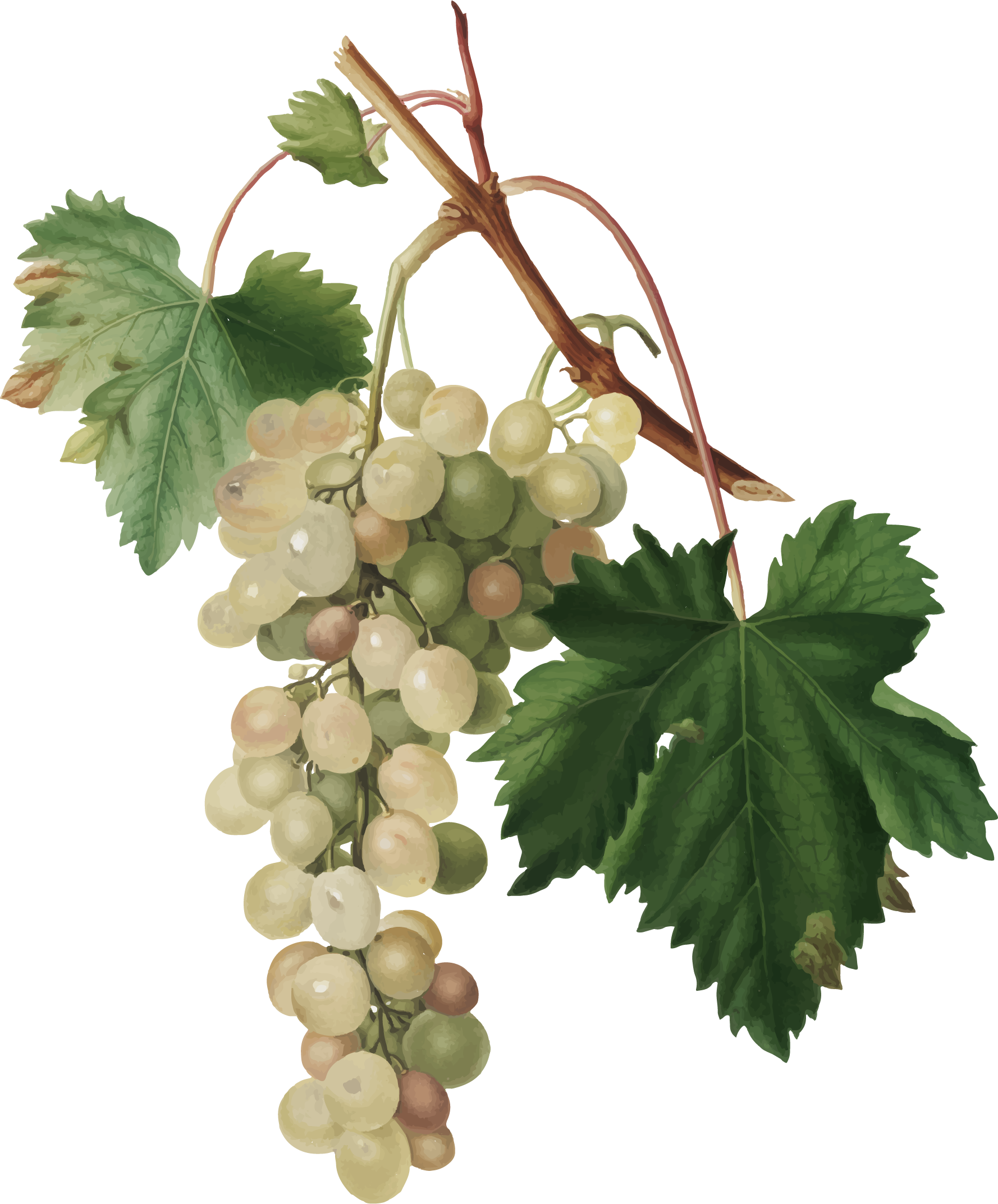 Виноградная лоза виноградник. Vitis vinifera l.. Нахтман Виноградная лоза. Виноградная лоза белый виноград.