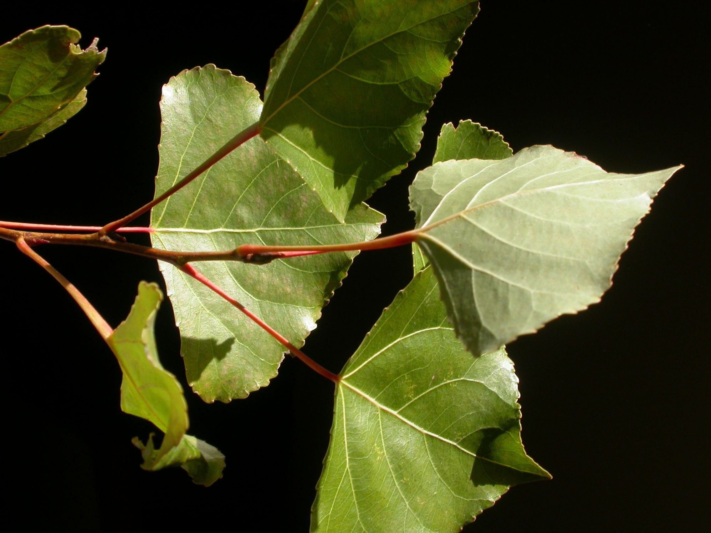 Лист молодой осины. Тополь черный Populus nigra листья. Тополь дельтовидный. Тополь дельтовидный листья. Популюс Нигра.
