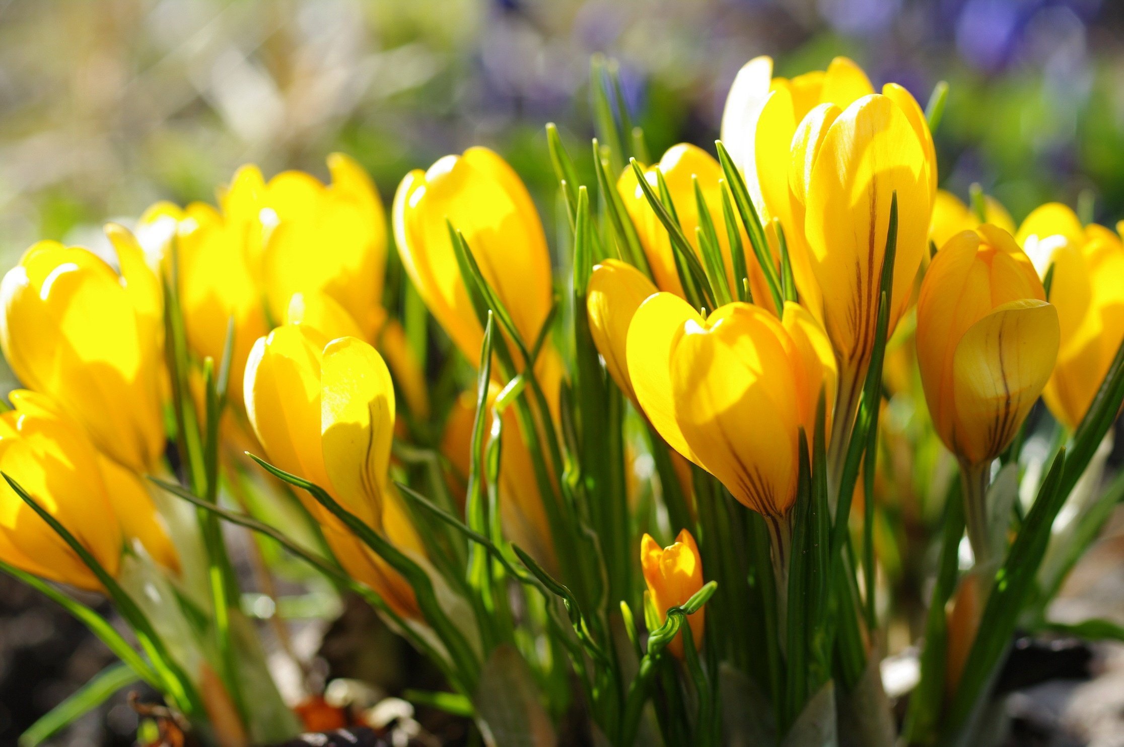 Желтые цветы ранней весной фото. Крокус Шафран цветок жёлтый. Крокус Йеллоу. Крокус Йеллоу Маммот. Крокус Шафран весенний.