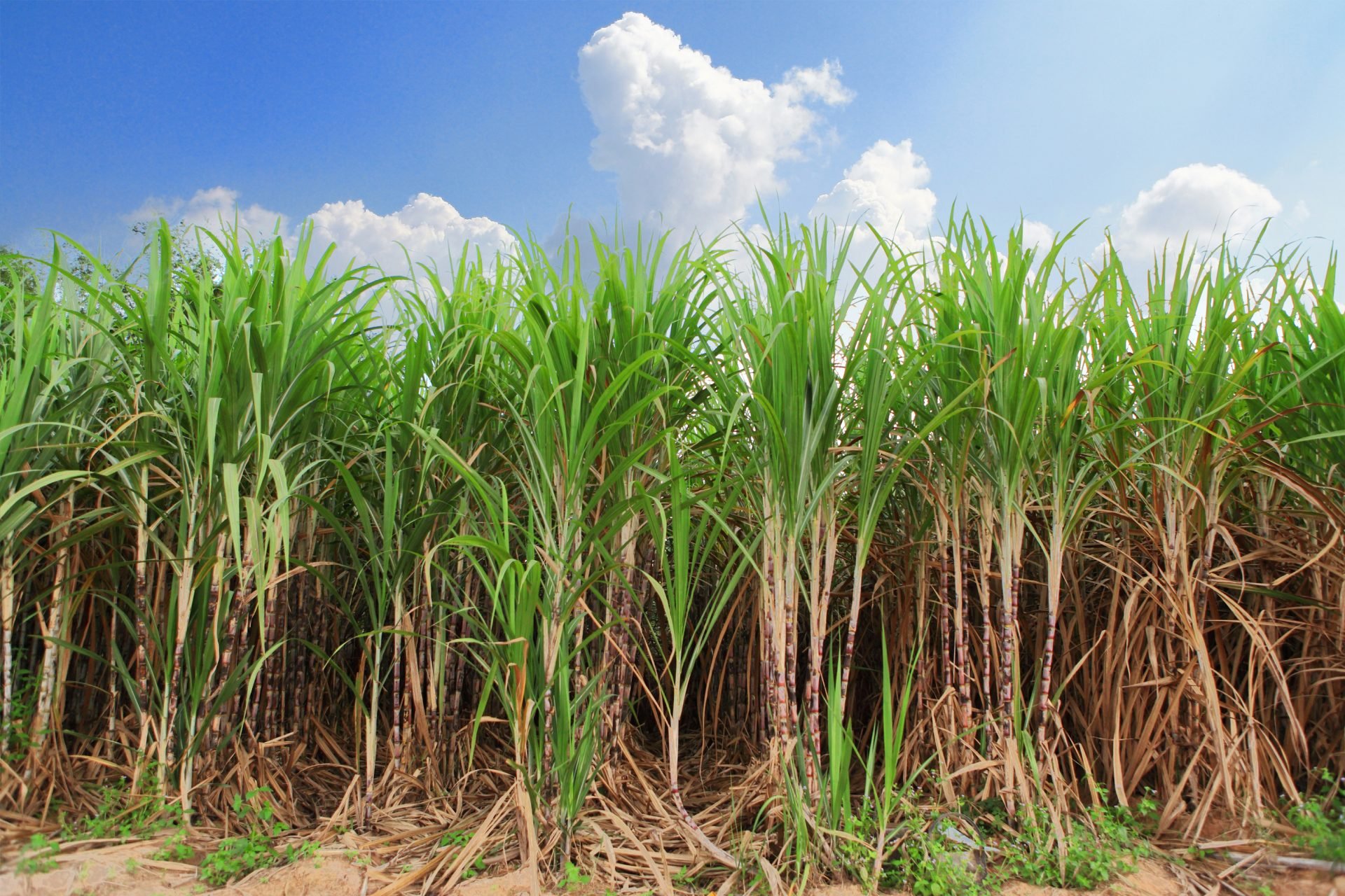 Сахарный тростник в австралии. Плантации сахарного тростника Австралии. Плантации сахарного тростника в Китае. Сахарный тростник ЮАР. Египет растения сахарный тростник.