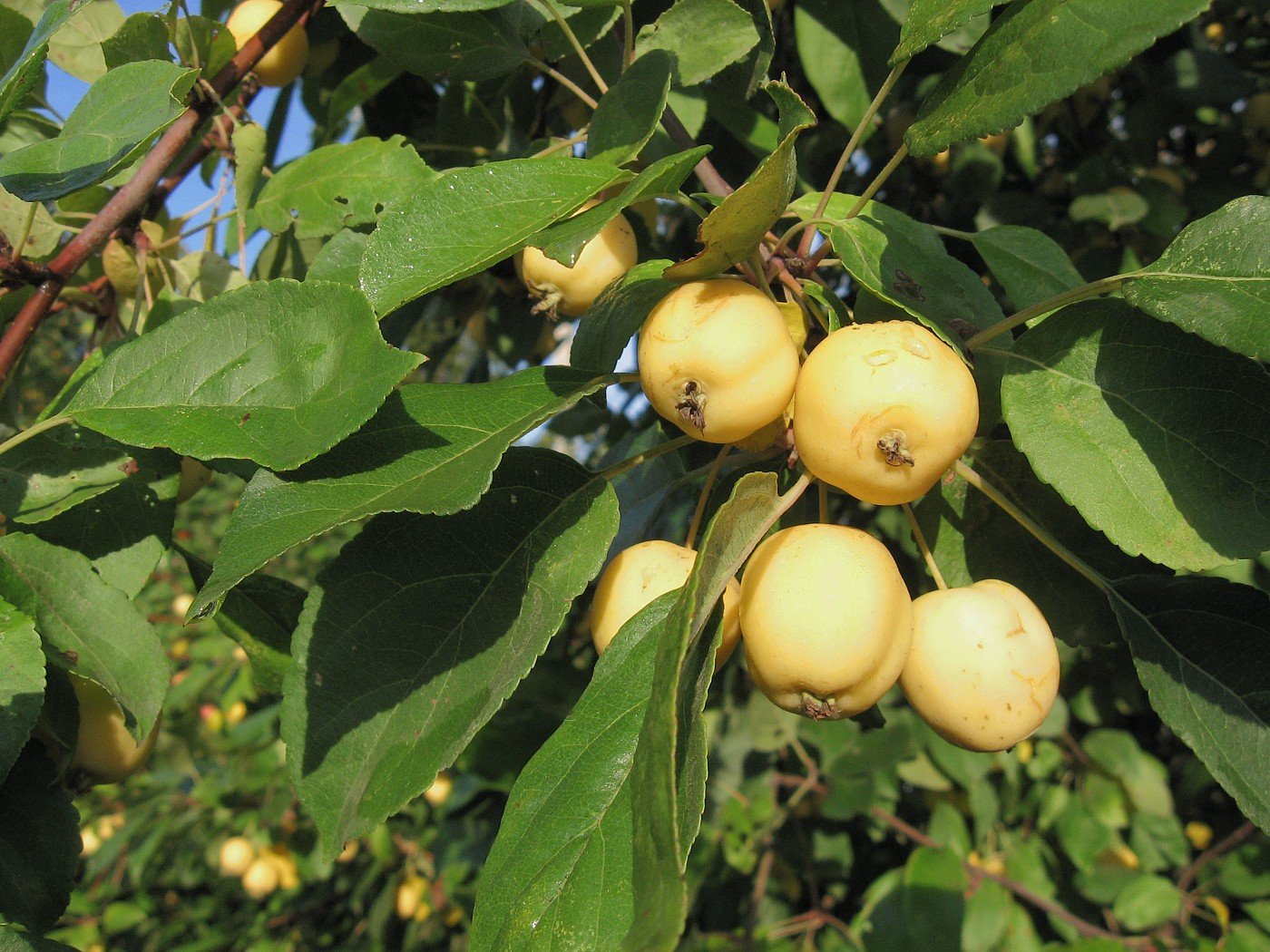 Китайка золотая отзывы. Яблоня Malus prunifolia. Яблоня китайская сливолистная. Райские яблочки китайка Золотая. Яблоня сливолистная (Malus prunifolia).