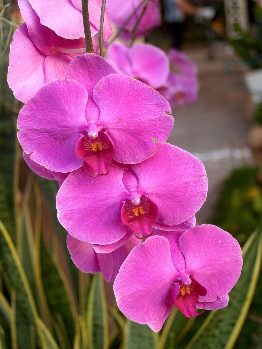 Орхидея Саммер Брайт