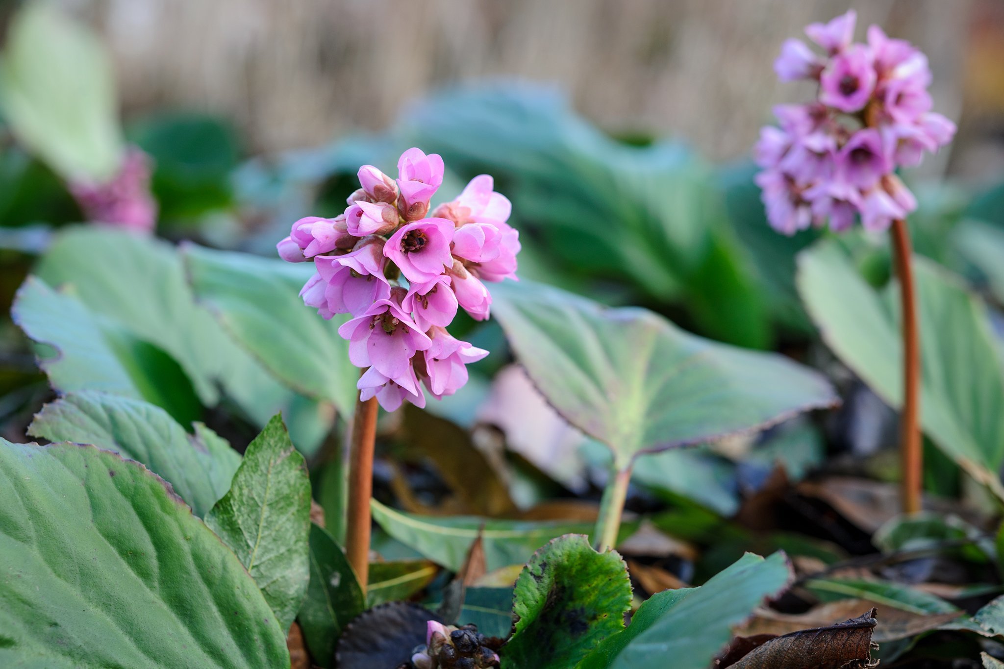 Бадан сердцелистный purpurea