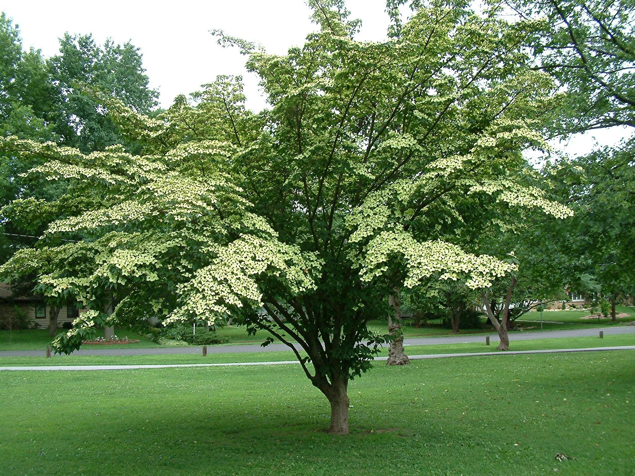 Дерен дерево. Cornus Kousa. Дерен Коуза дерево. Дерен Коуза китайский.