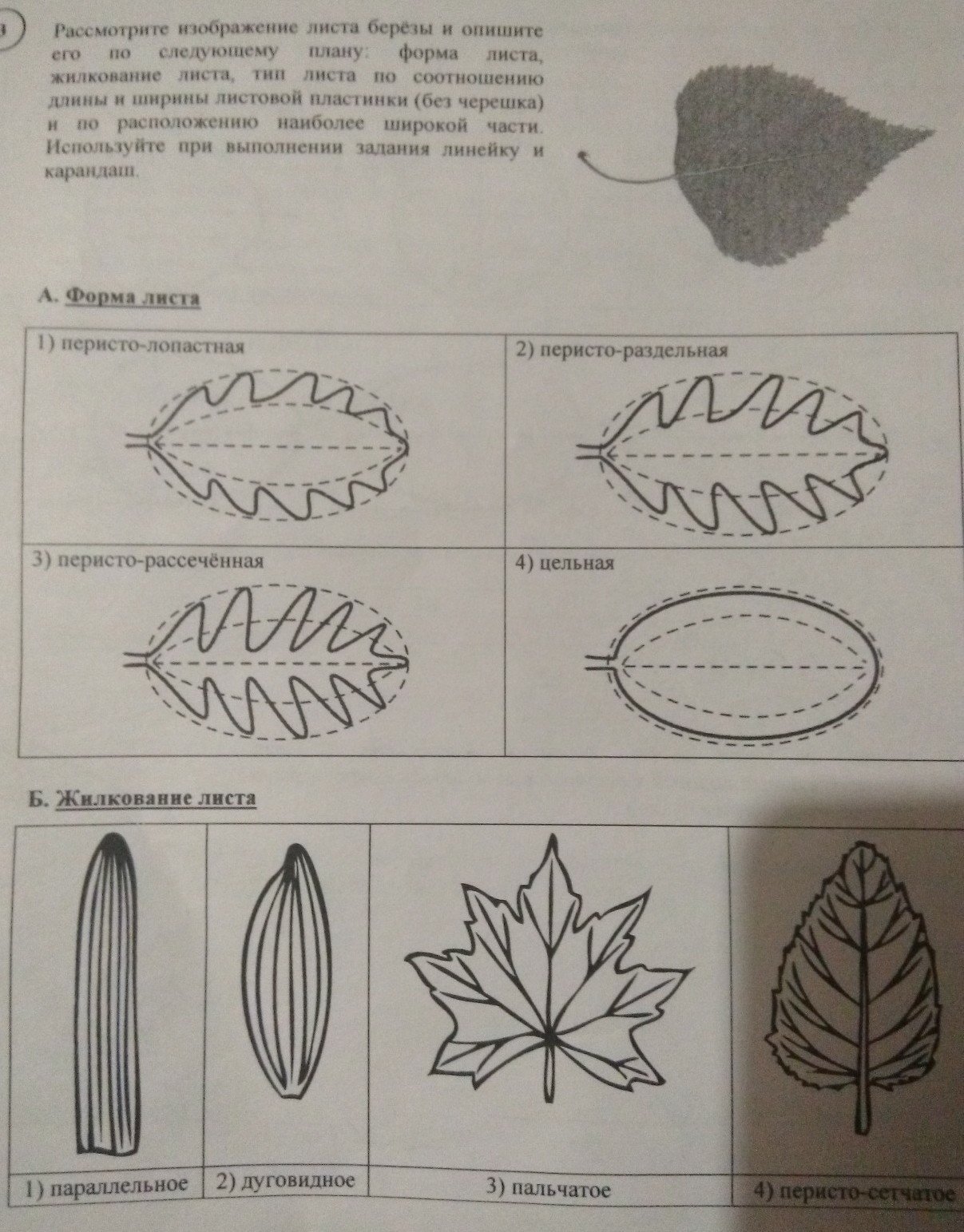 Сердцевидно яйцевидный лист