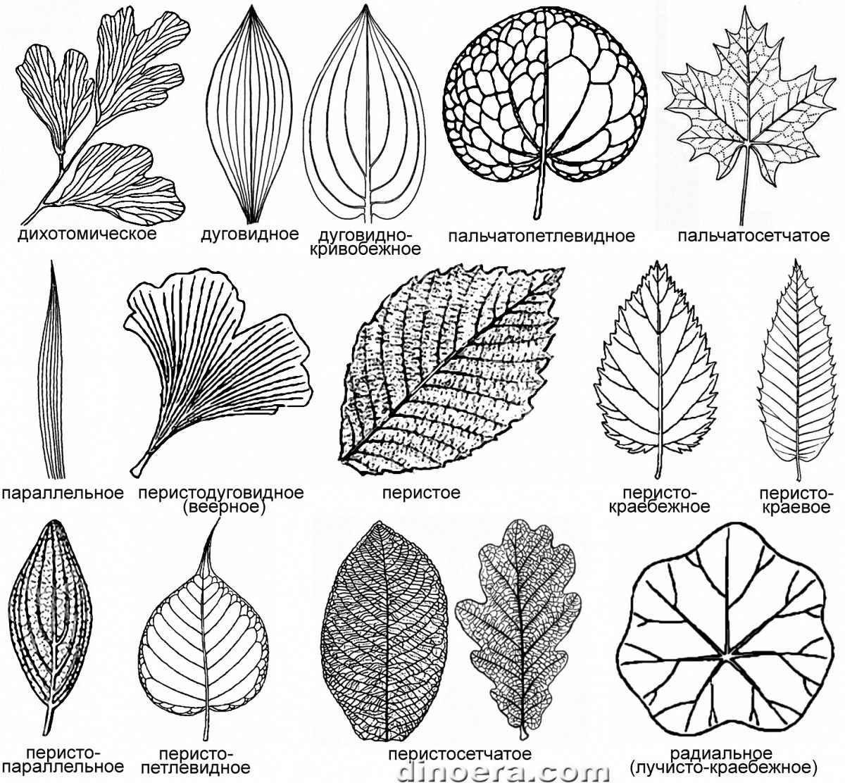 Лист березы вид жилкования