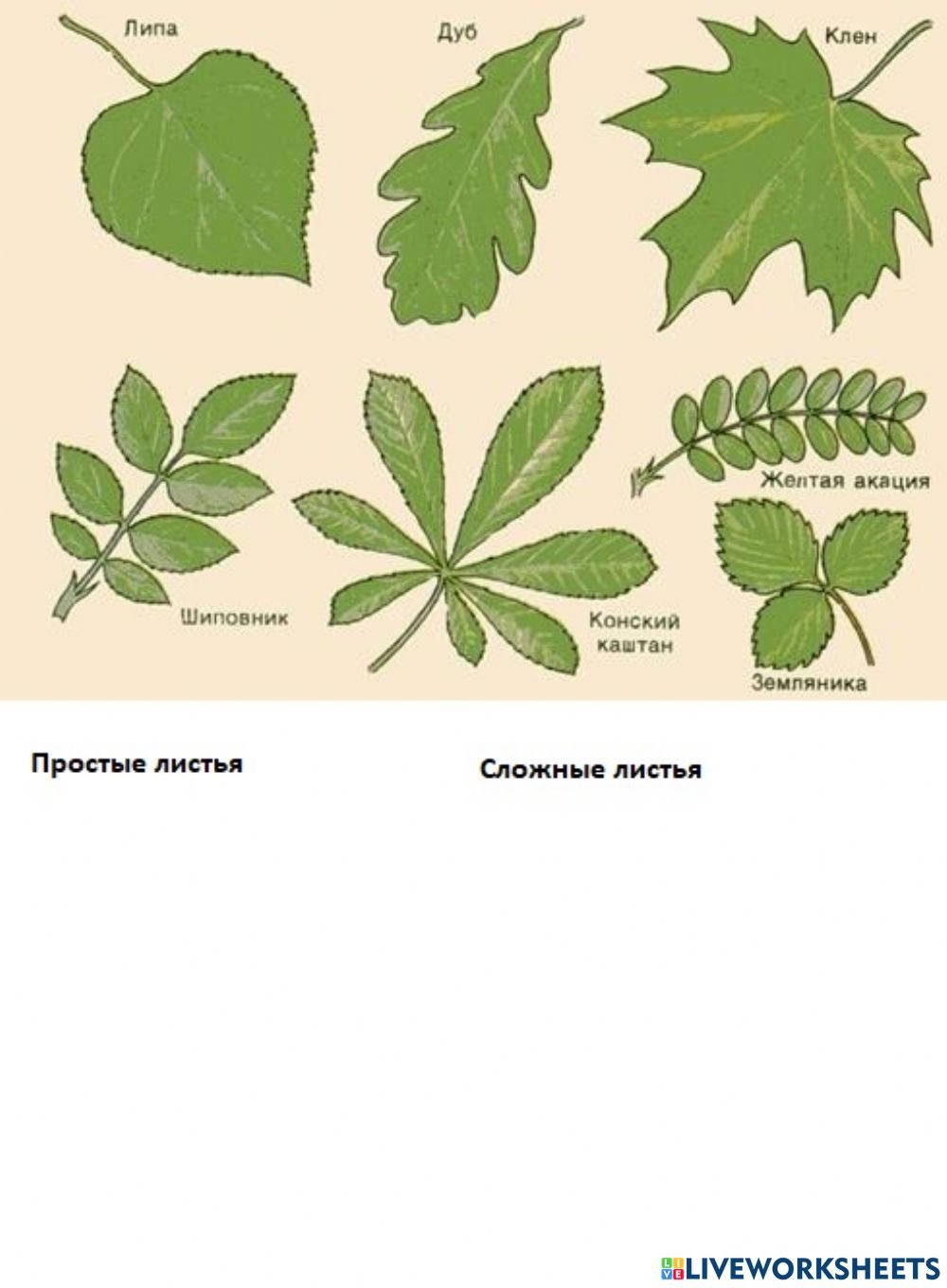 Tilia platyphyllos листья